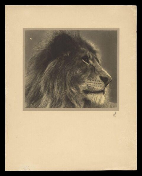 Vintage Profile Portrait of a Lion
