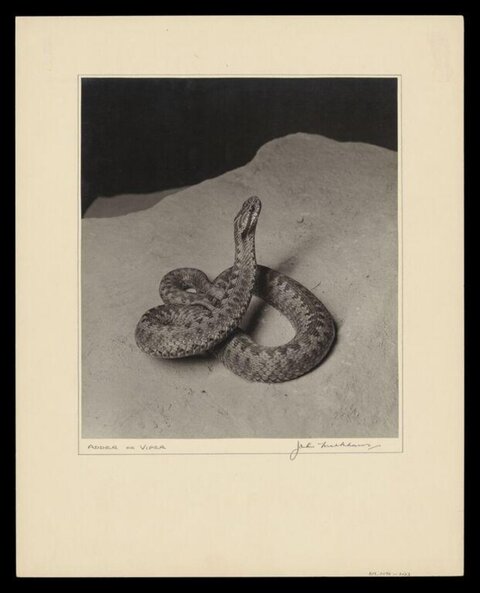 Vintage Photo of Coiled Adder Viper