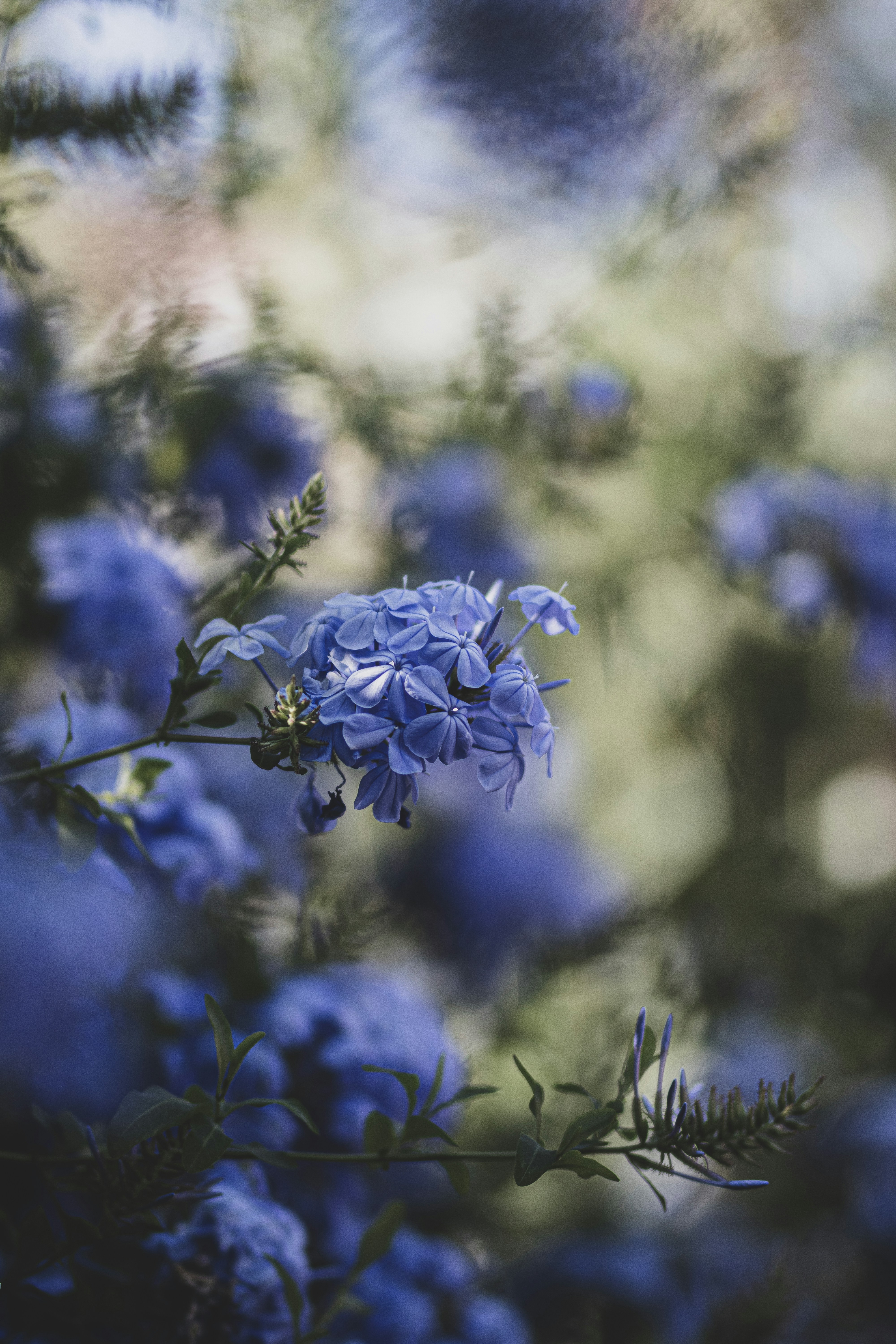 Blue Plumbago Flower Cluster