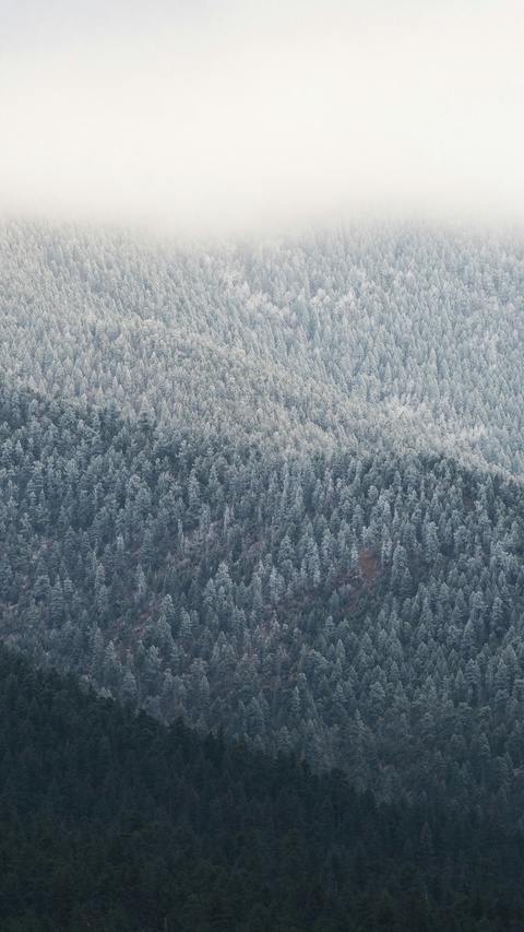 Frosty Misty Mountain Forest