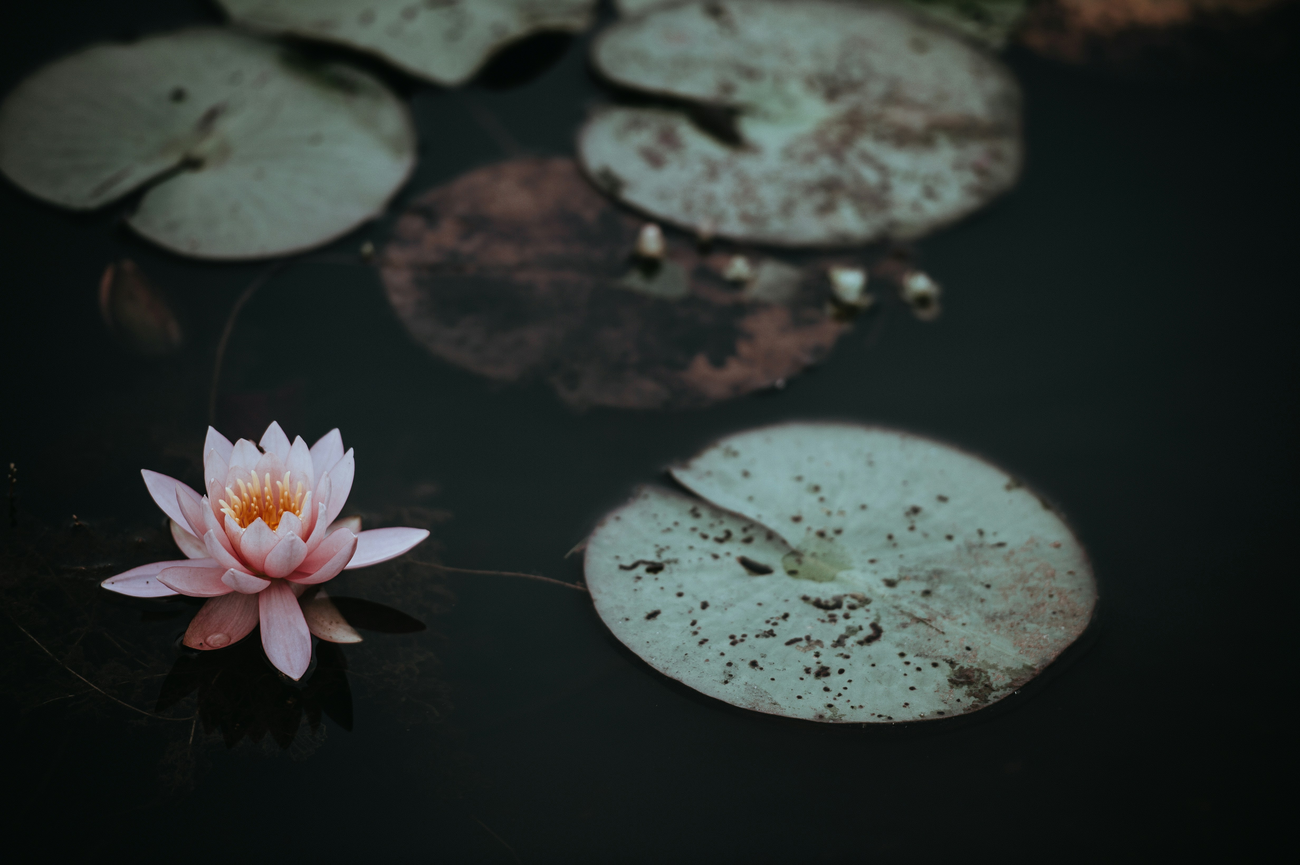 Pink Water Lily on Dark Pond