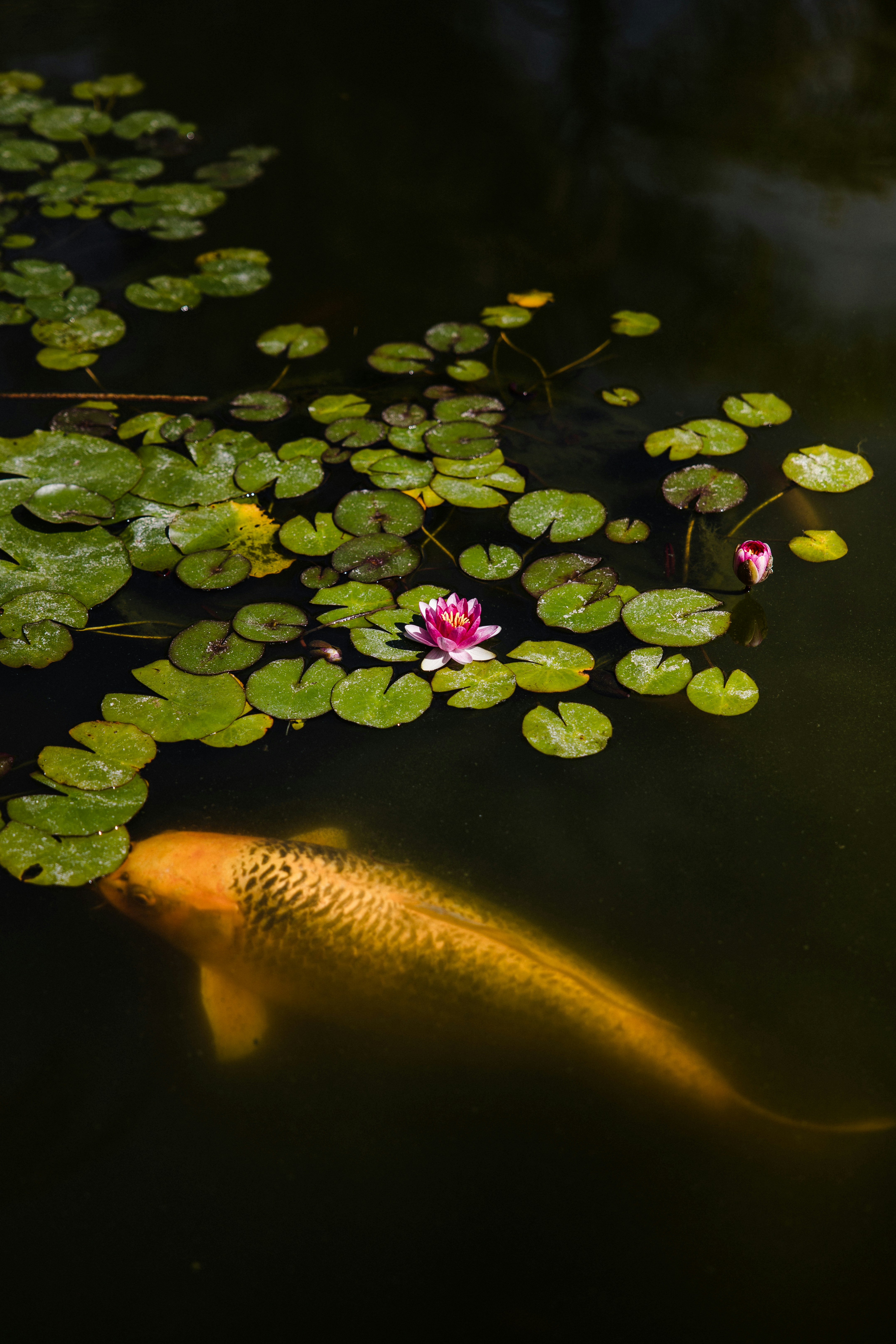 Koi and Water Lily in Pond