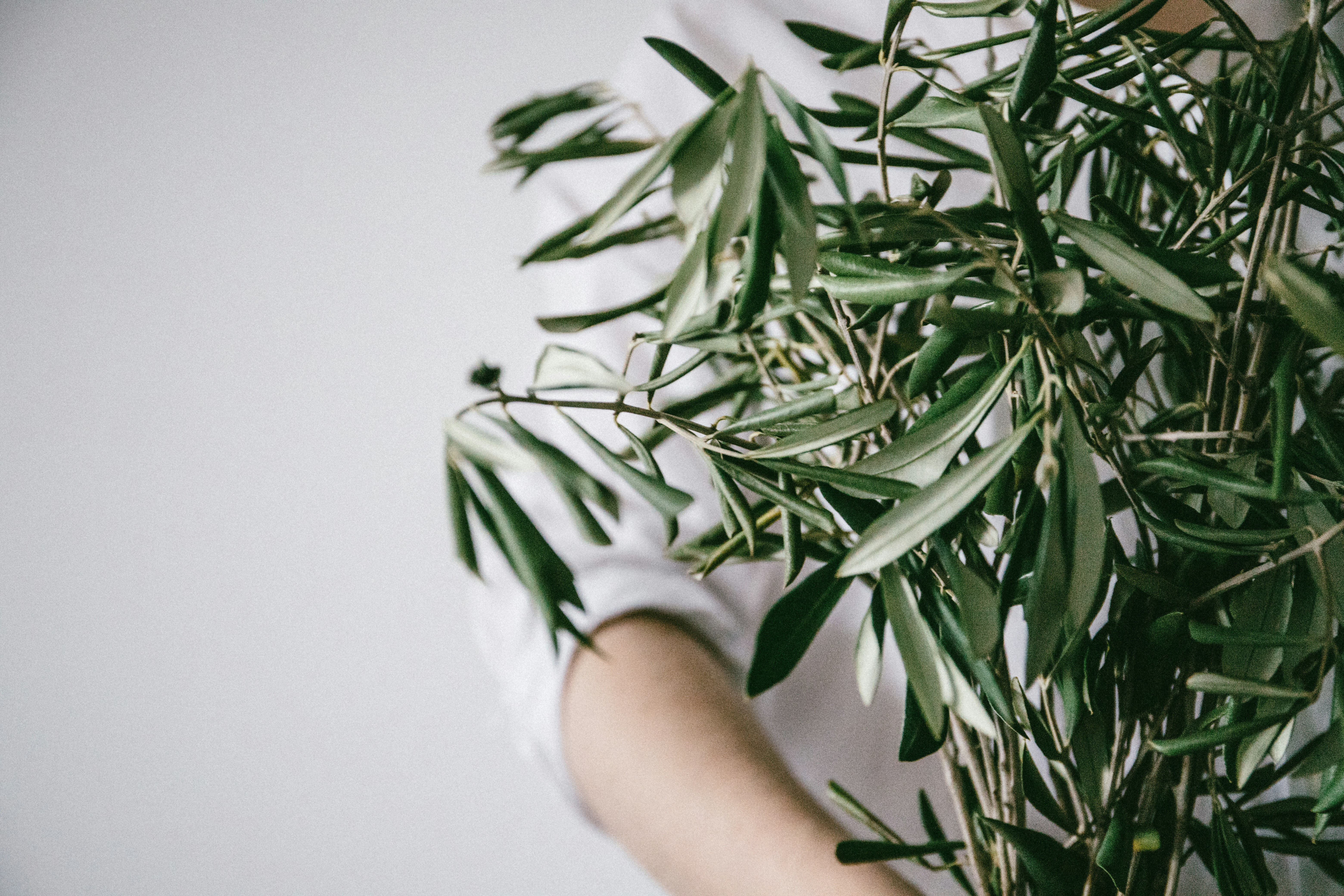 Person Holding Green Olive Branches