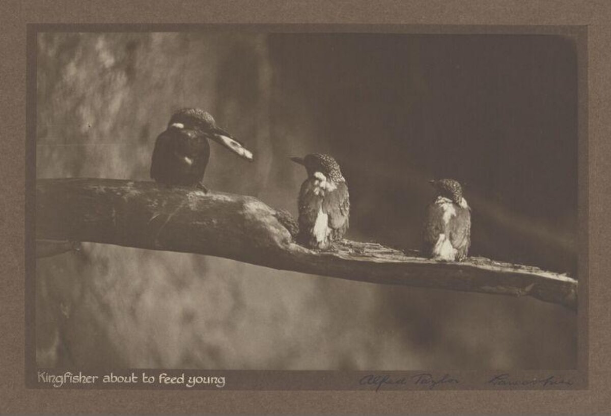 Kingfisher About to Feed Young