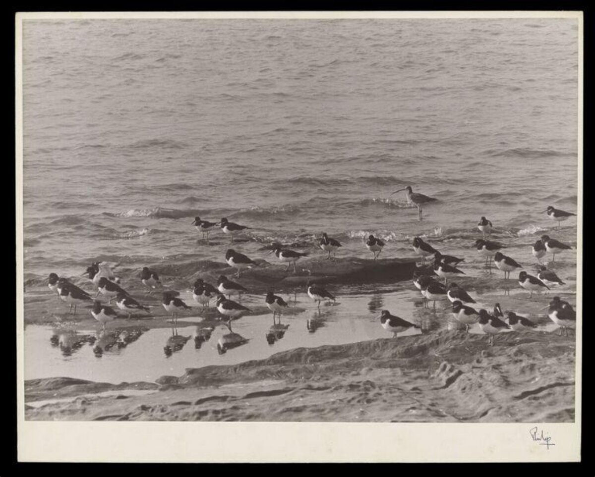 Flock of Shorebirds on Rocky Shore