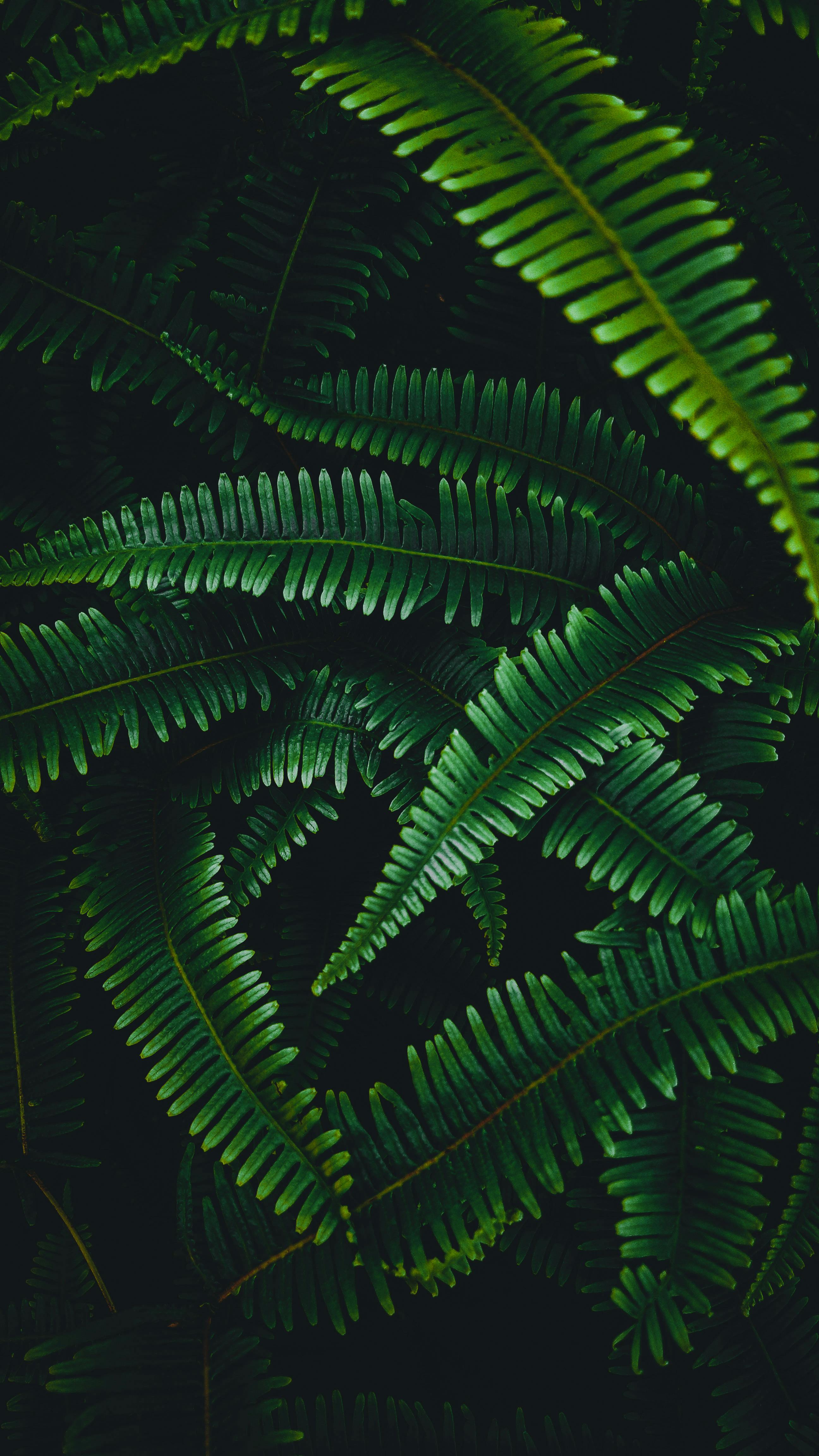 Wallpapers