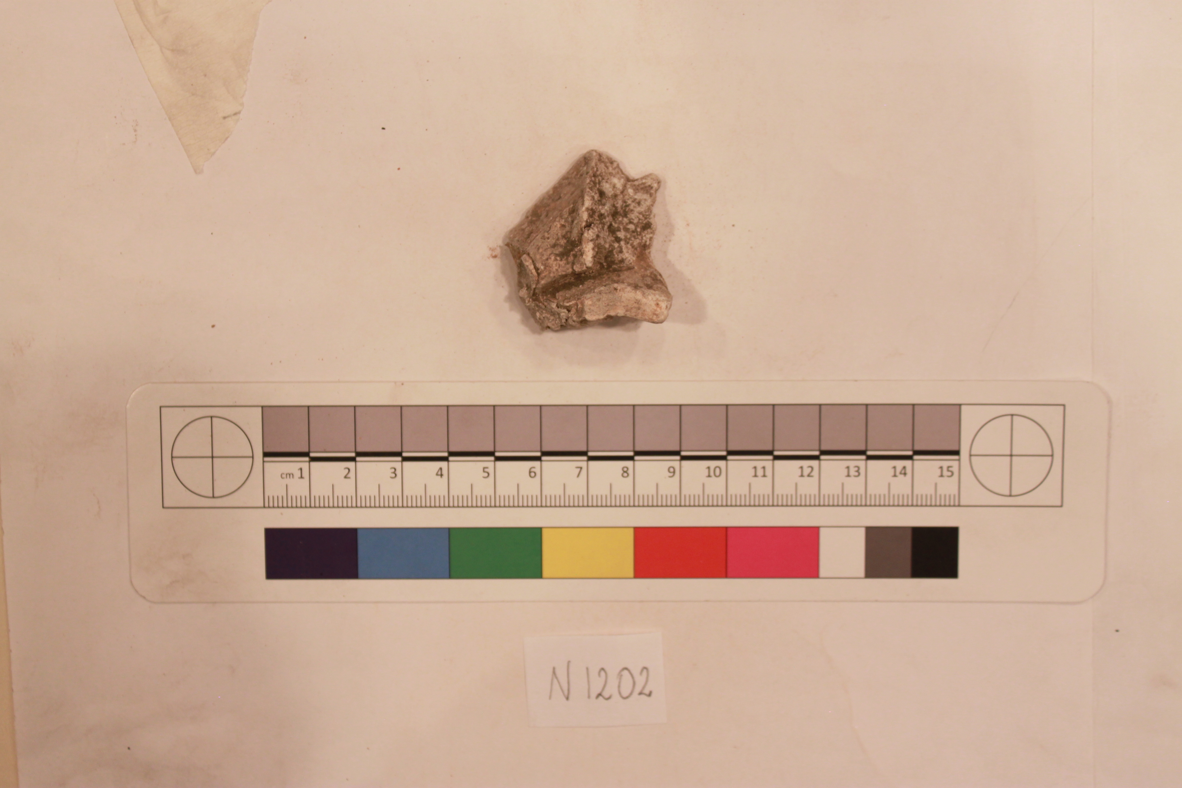 Archaeological Bone Fragment Specimen N1202
