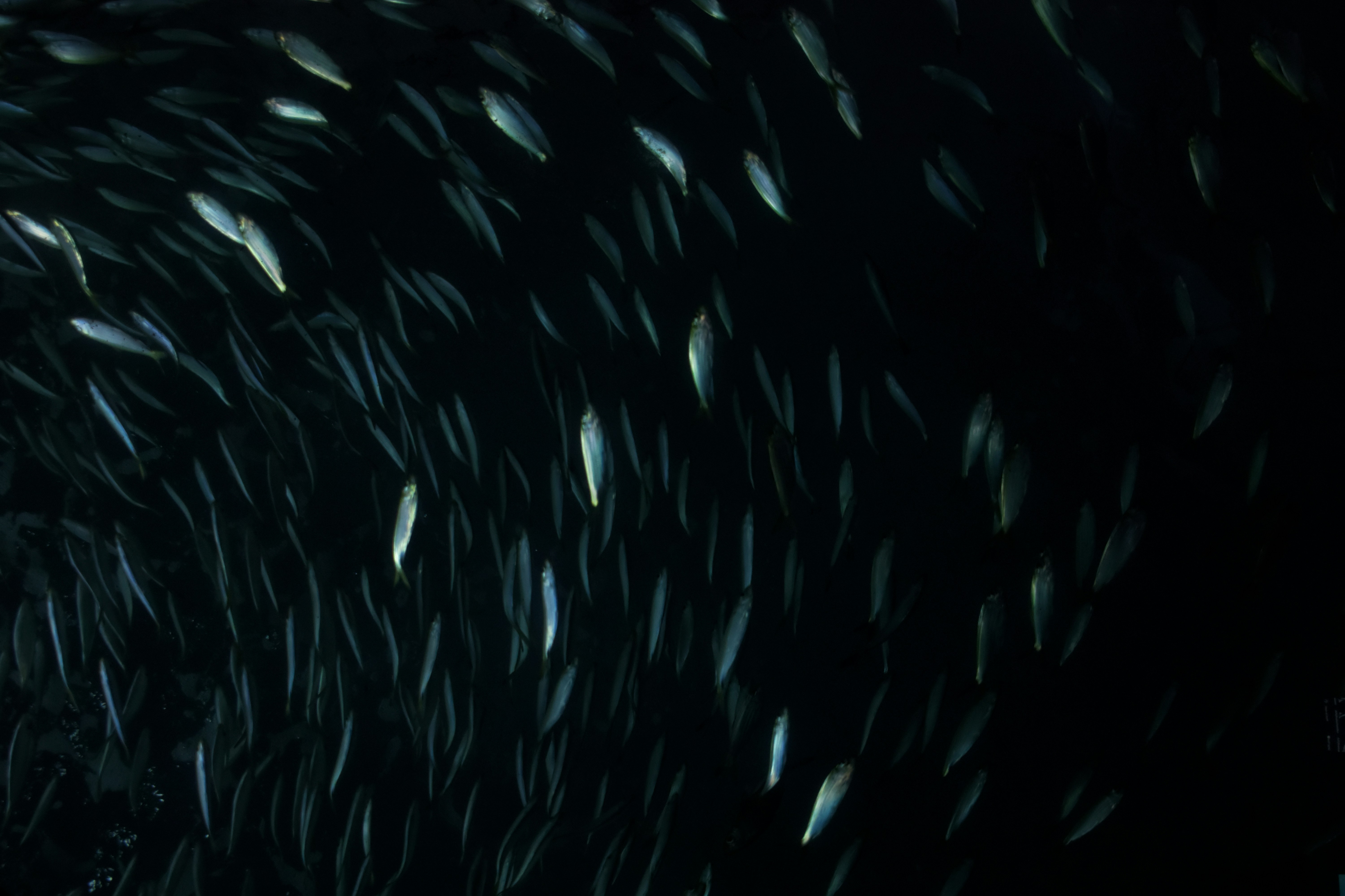 School of Fish in Dark Deep Water