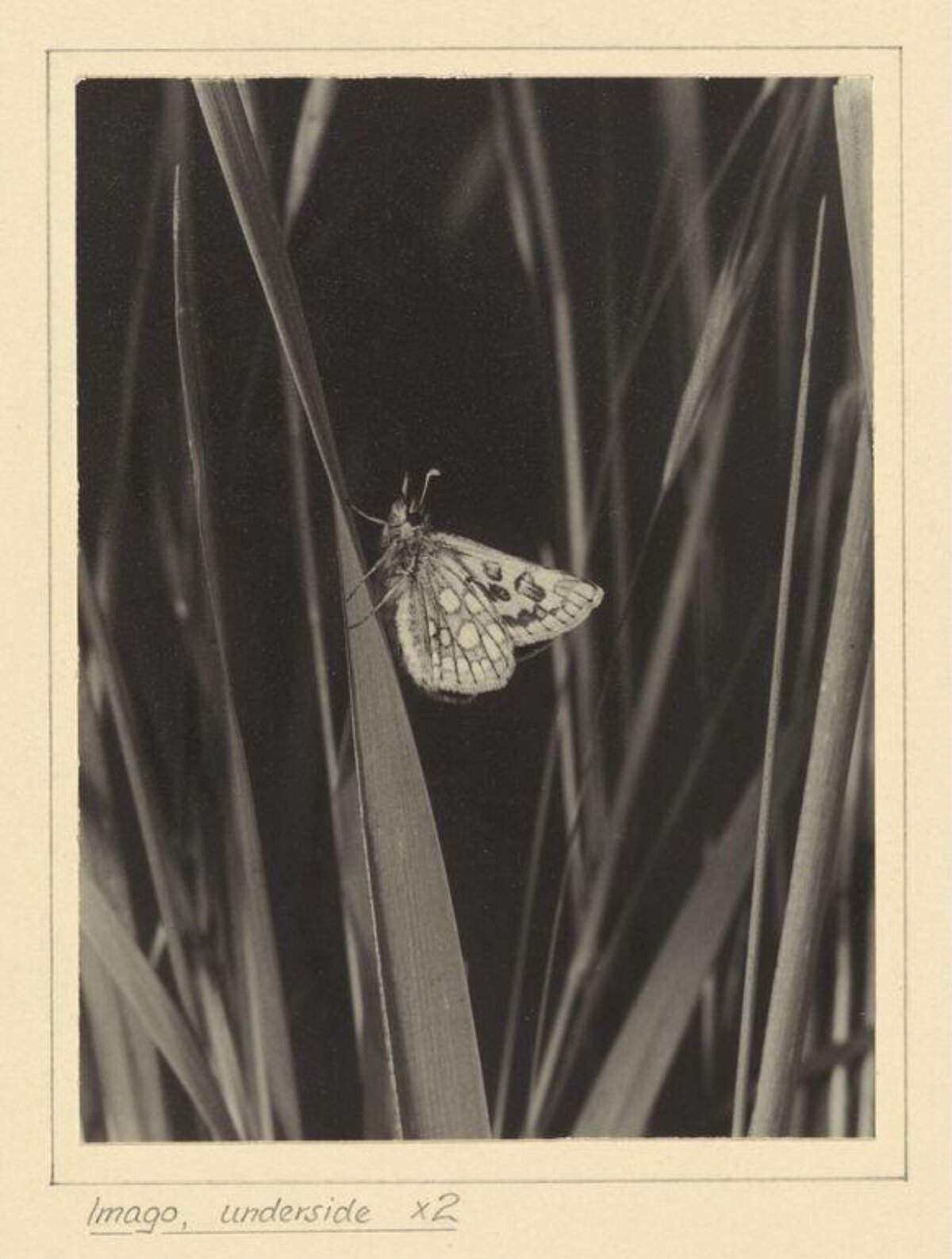 Moth Imago Underside on Grass Blade