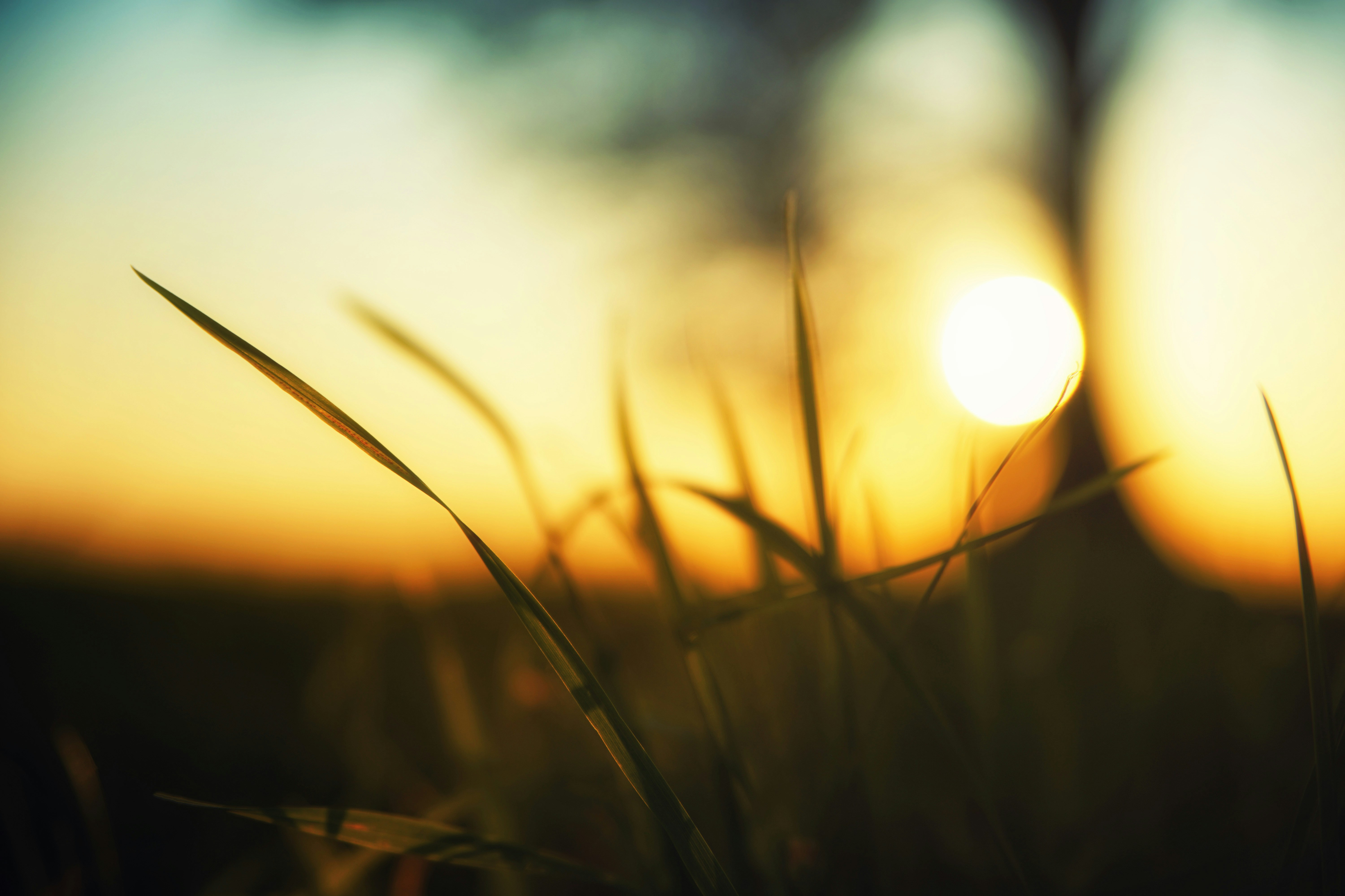 Grass Blades at Sunset