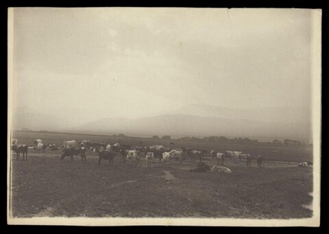 Herd of Cattle on Open Plain