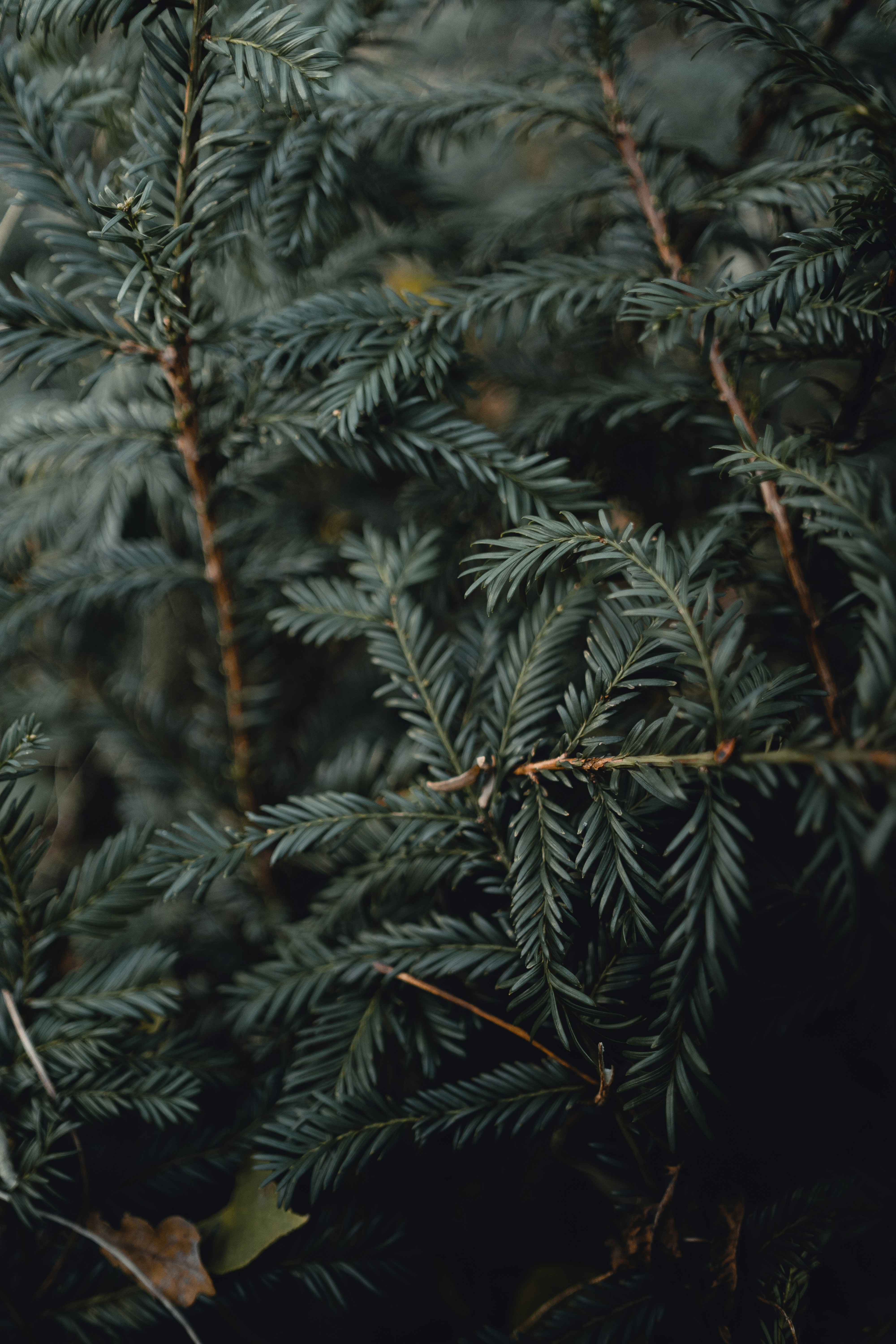 Close-up of Evergreen Tree Branches