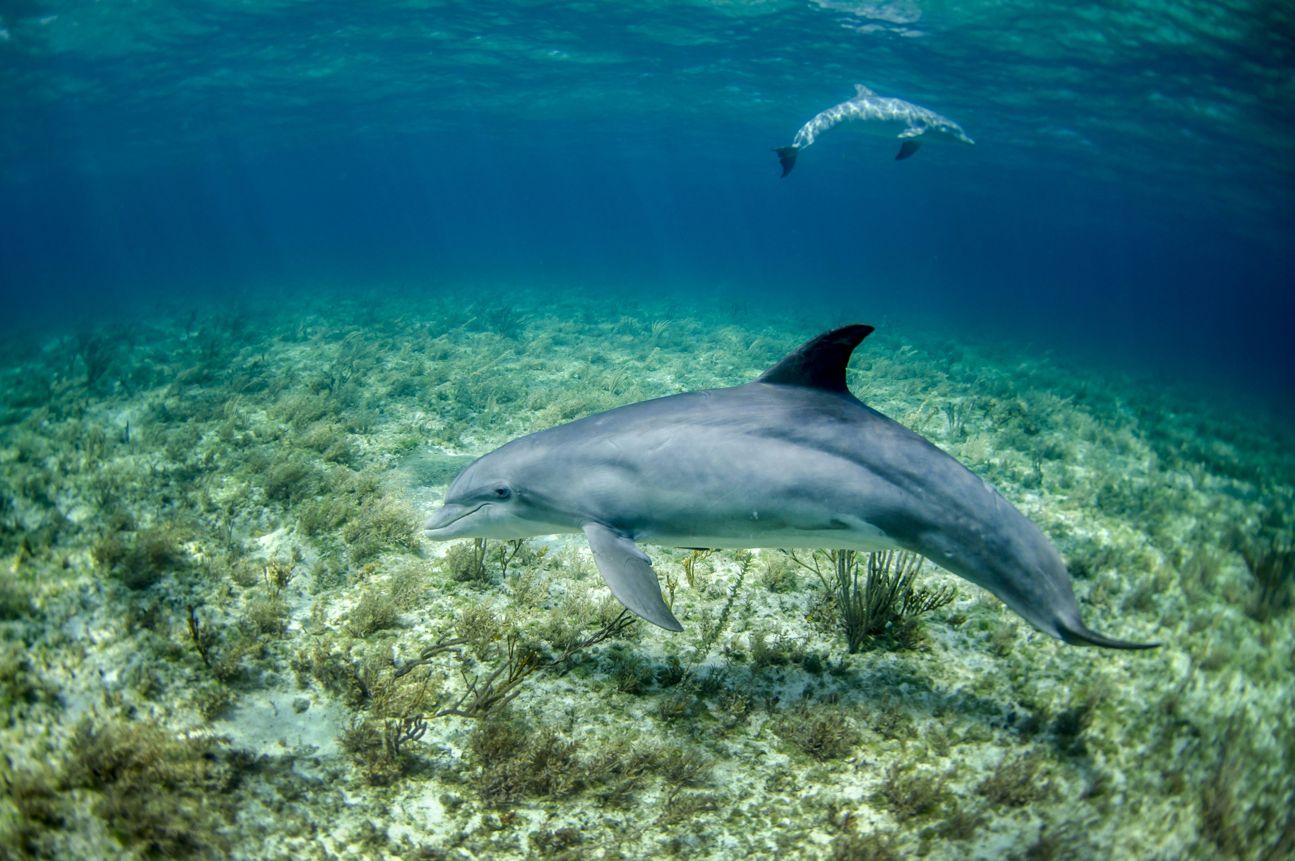 Two Bottlenose Dolphins Underwater