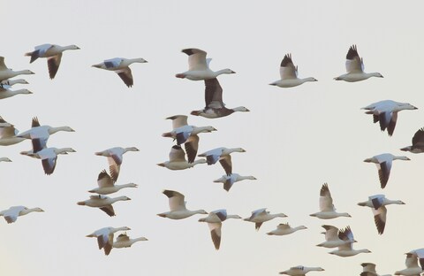 Flock of Geese Flying in Sky