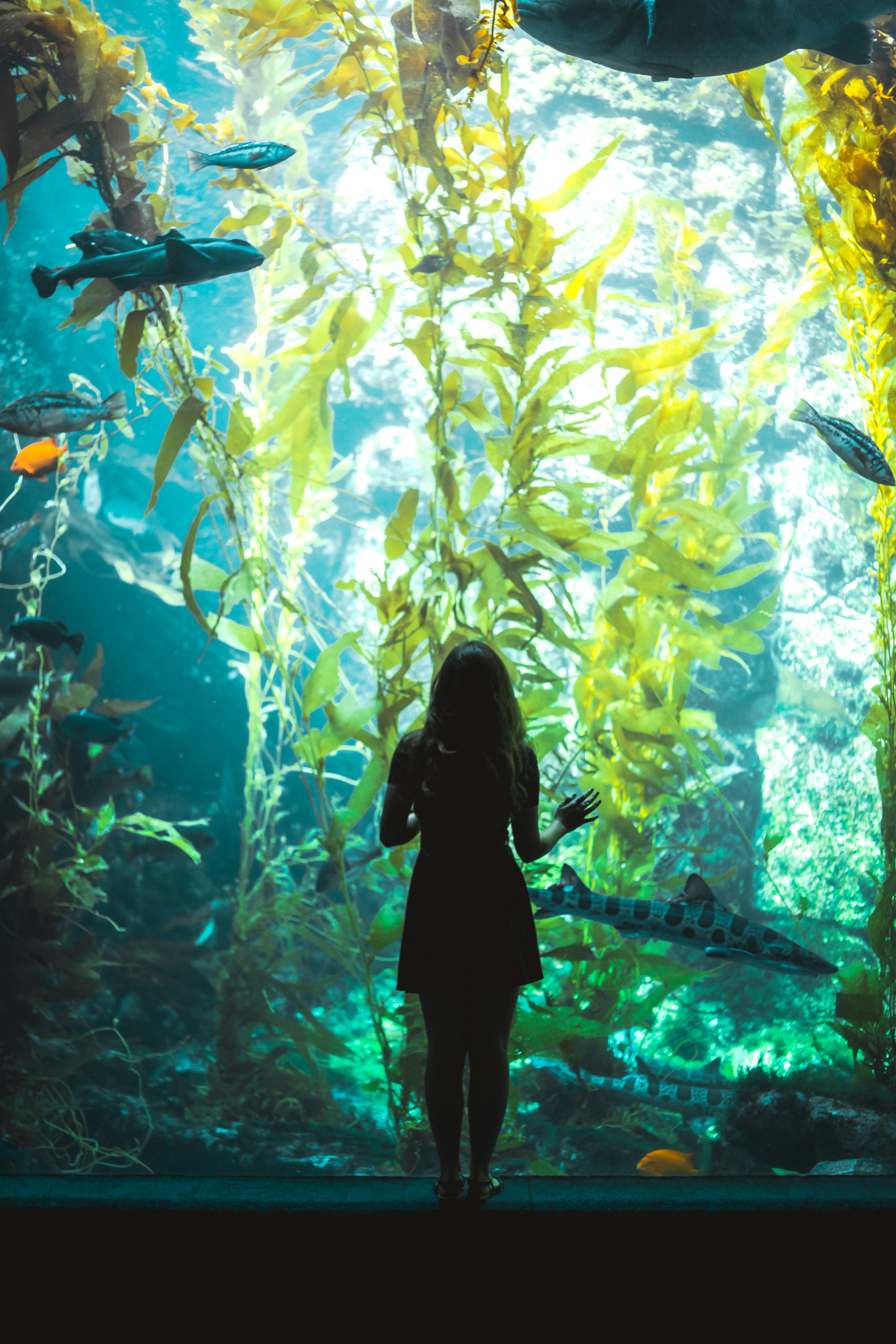 Woman Viewing Aquarium Kelp Forest