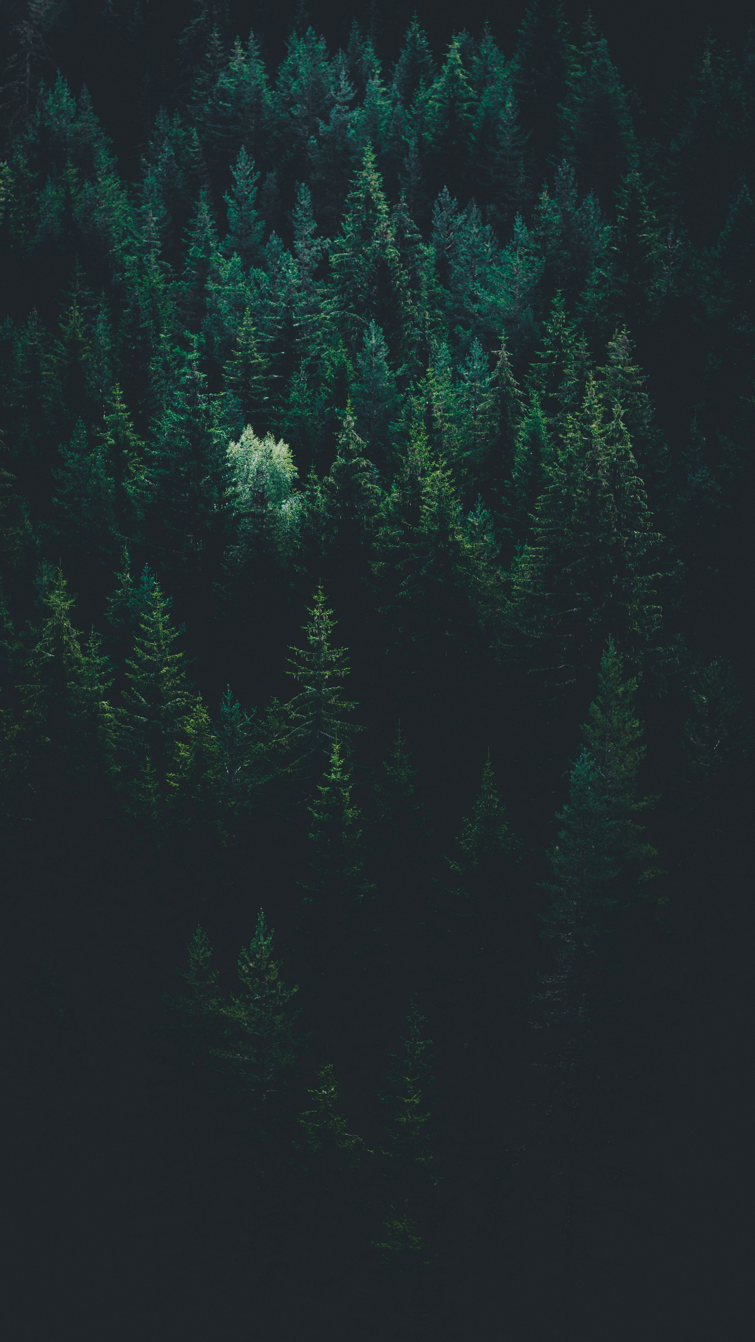 Dense Dark Coniferous Forest