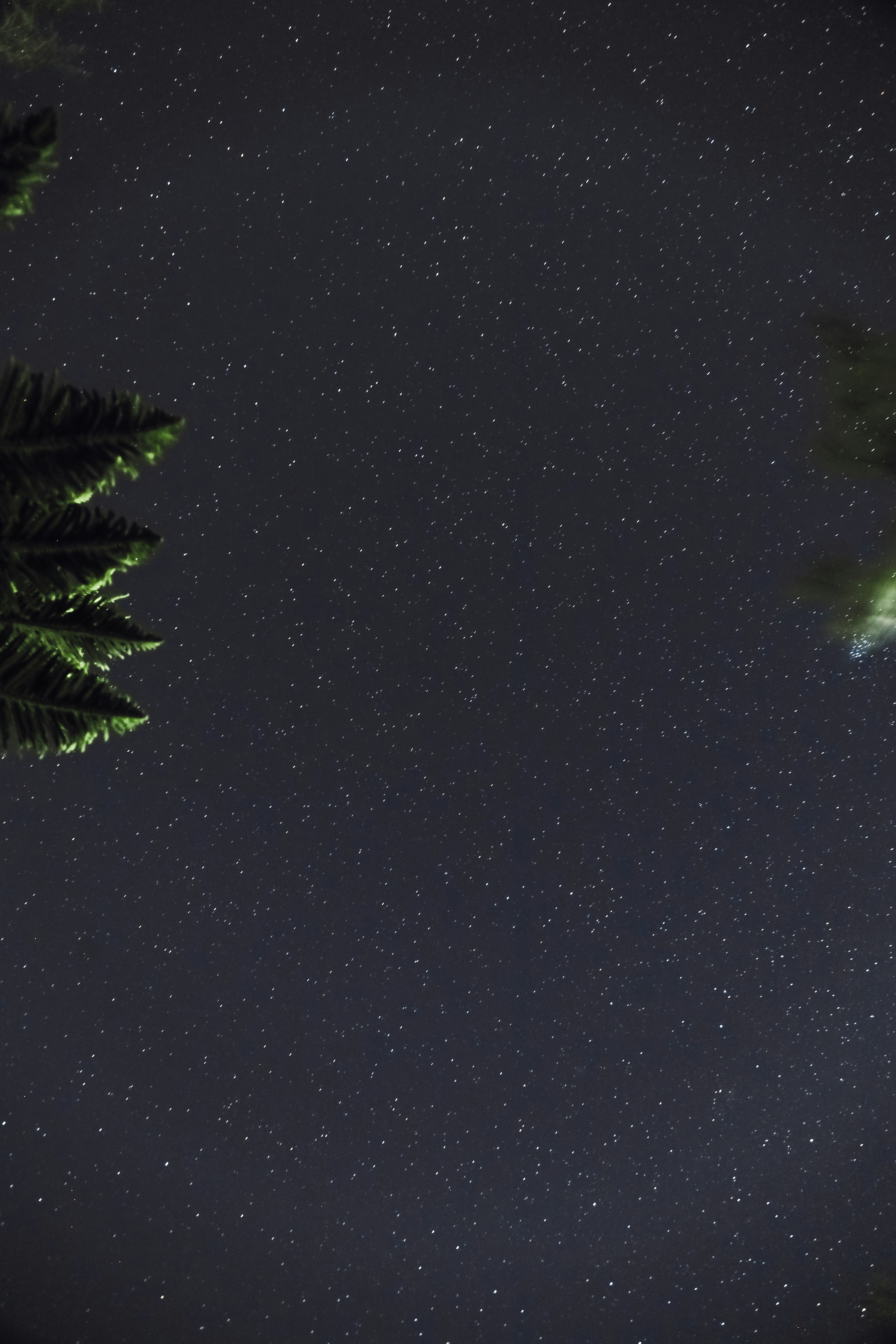 Starry Night Sky Framed by Trees