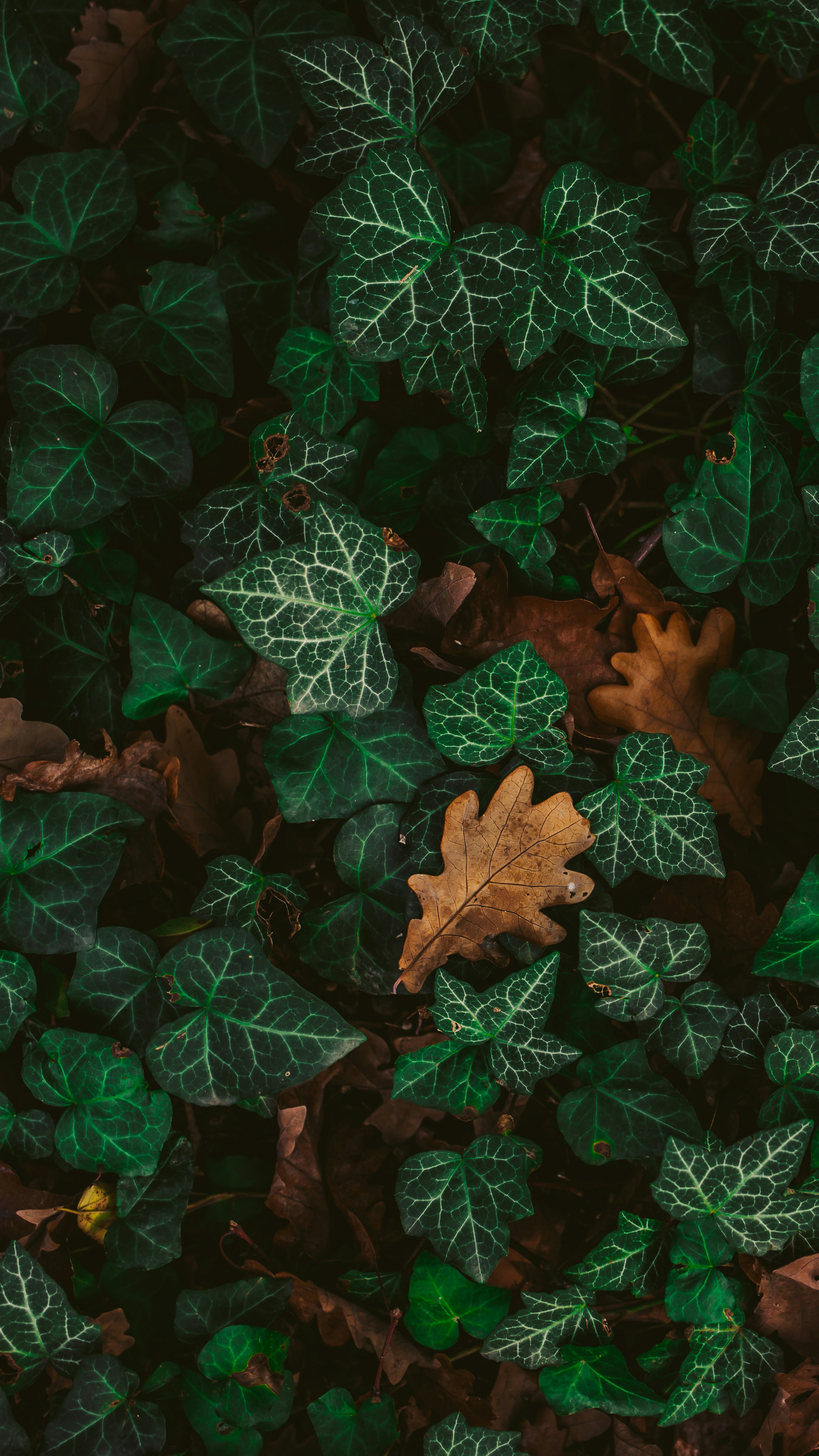 Wallpapers