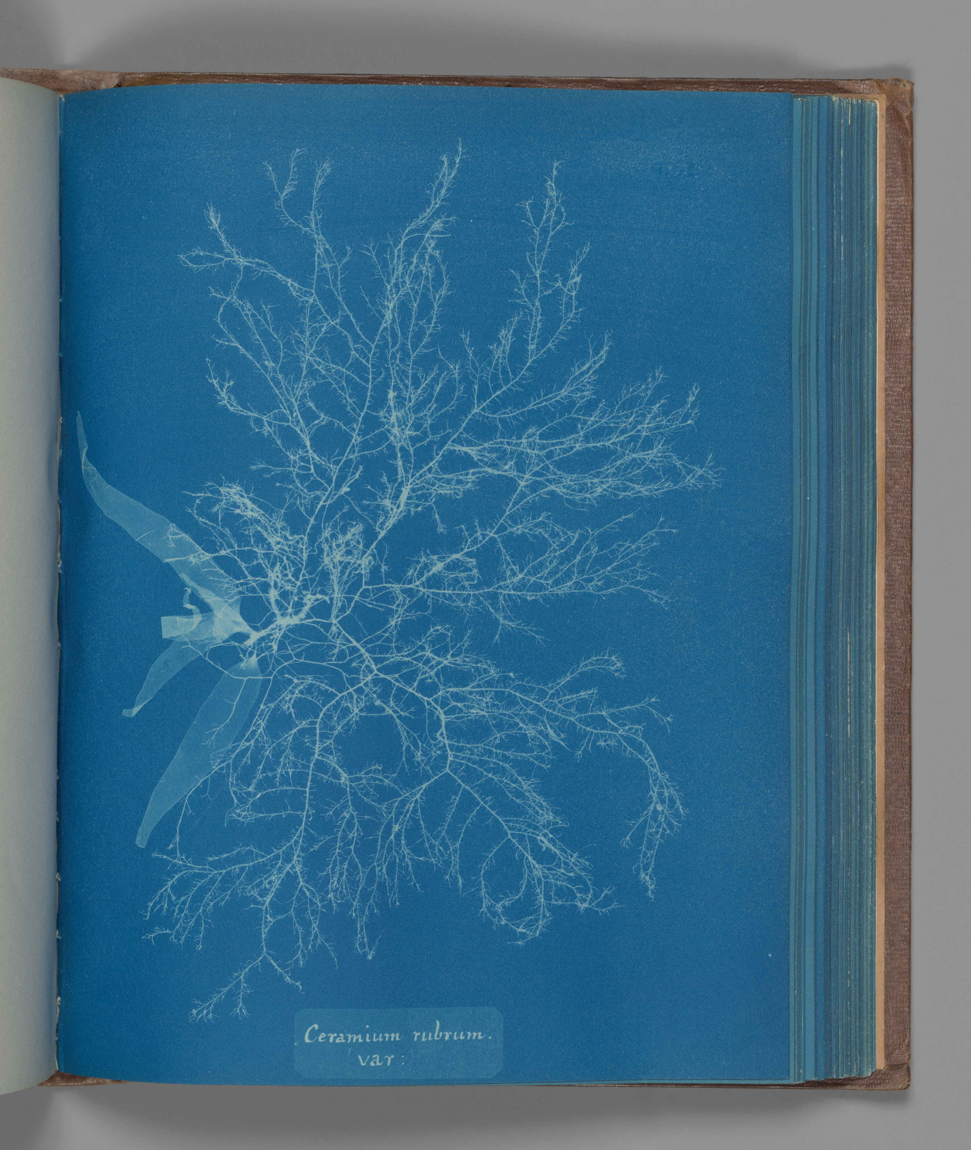 Cyanotype Print of Ceramium Rubrum Algae