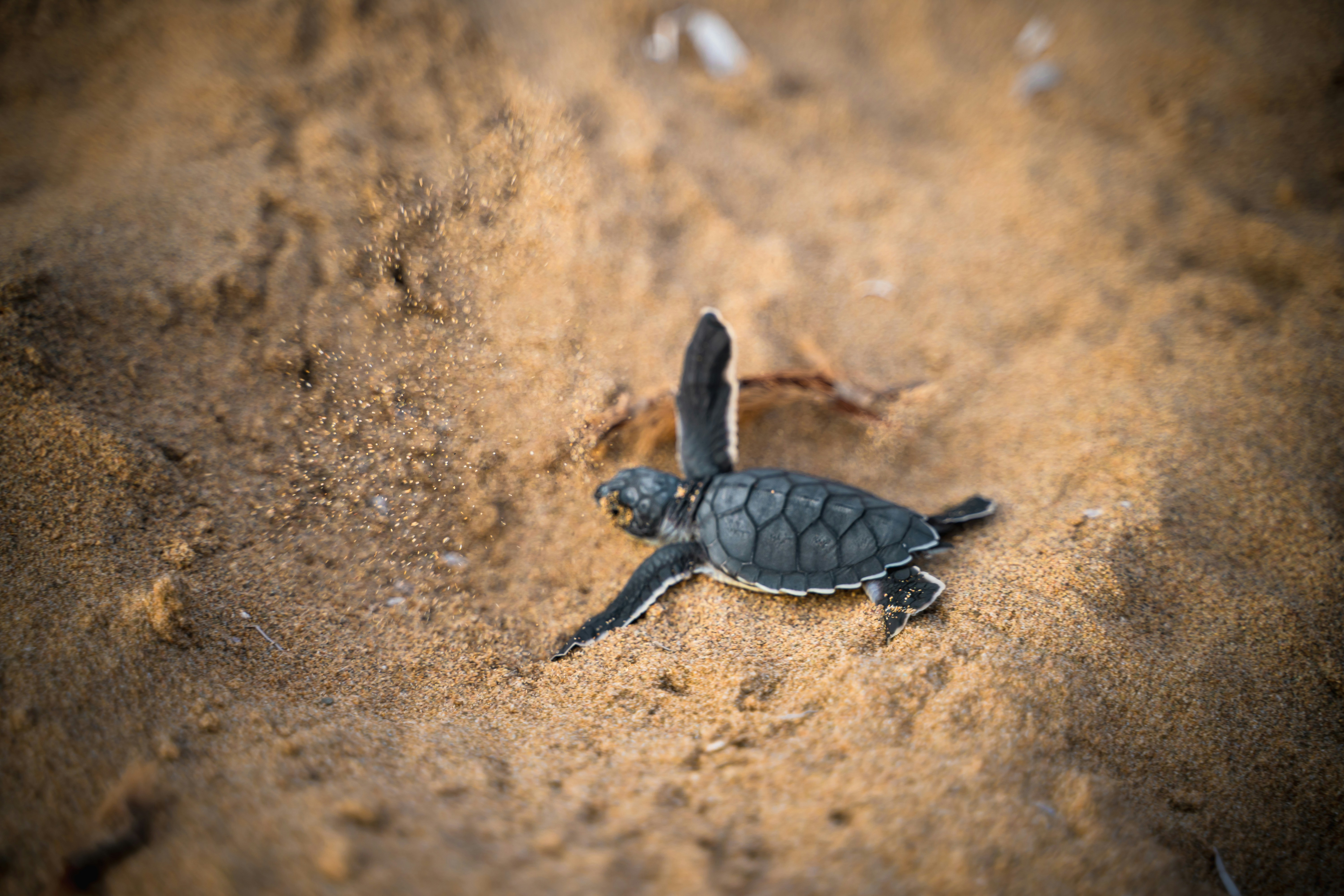 Hatchling Sea Turtle Crawling on Sand