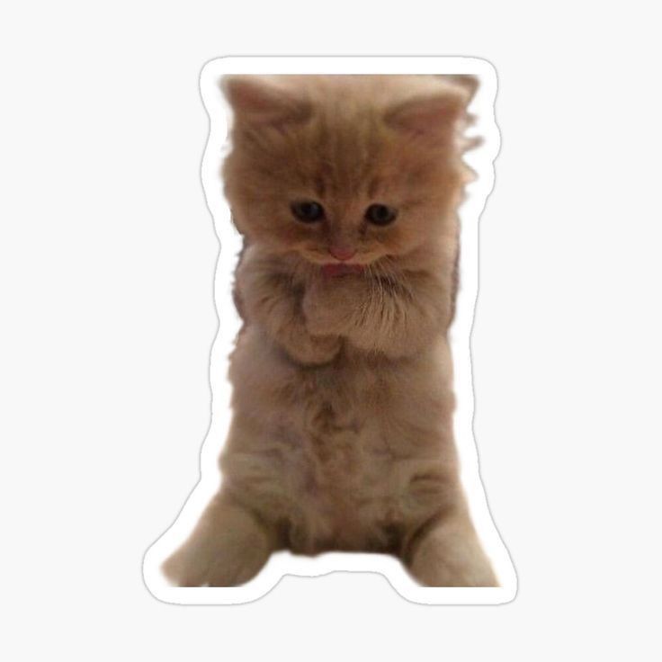 Shy Standing Orange Kitten