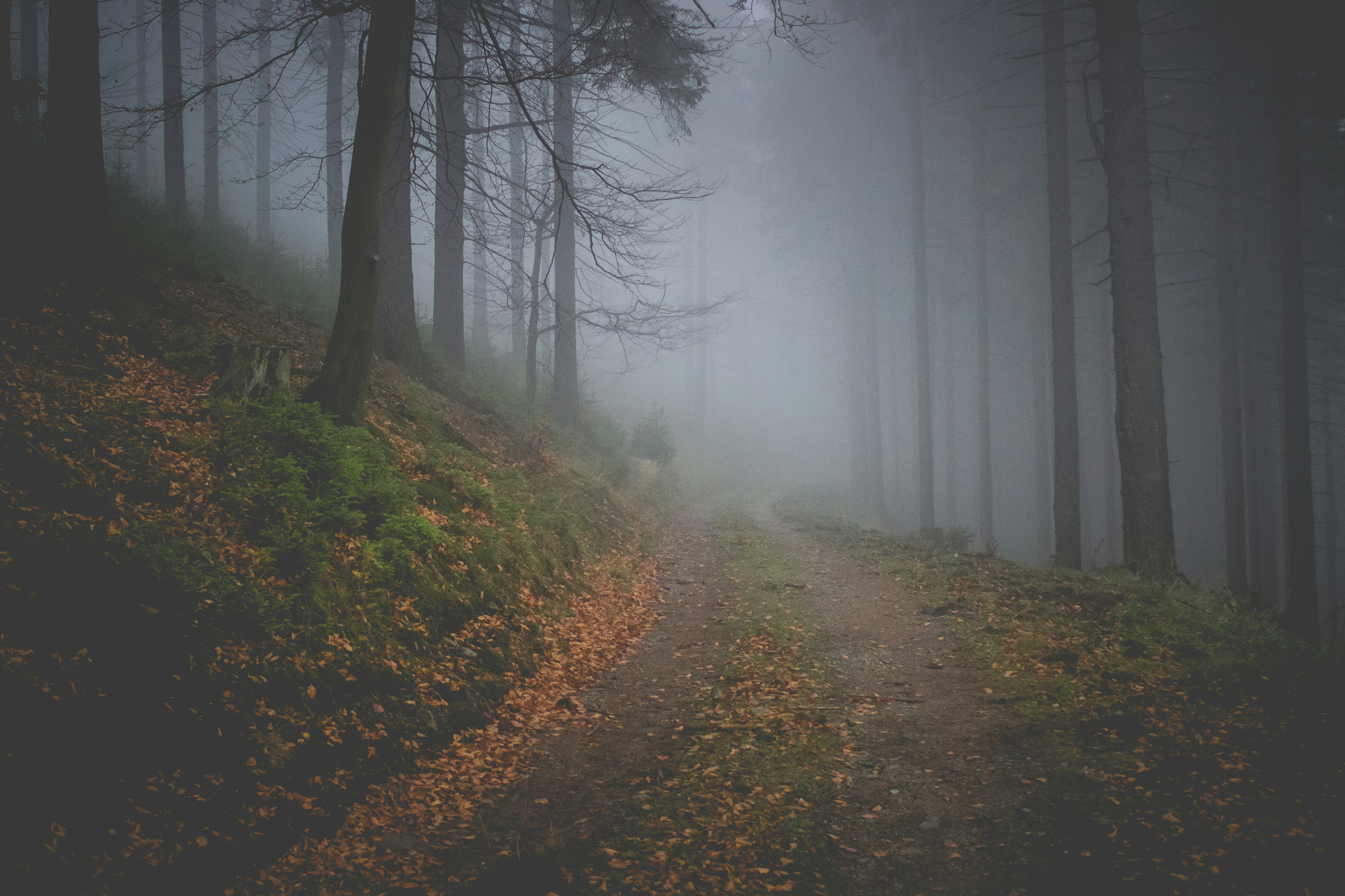 Foggy Forest Dirt Path