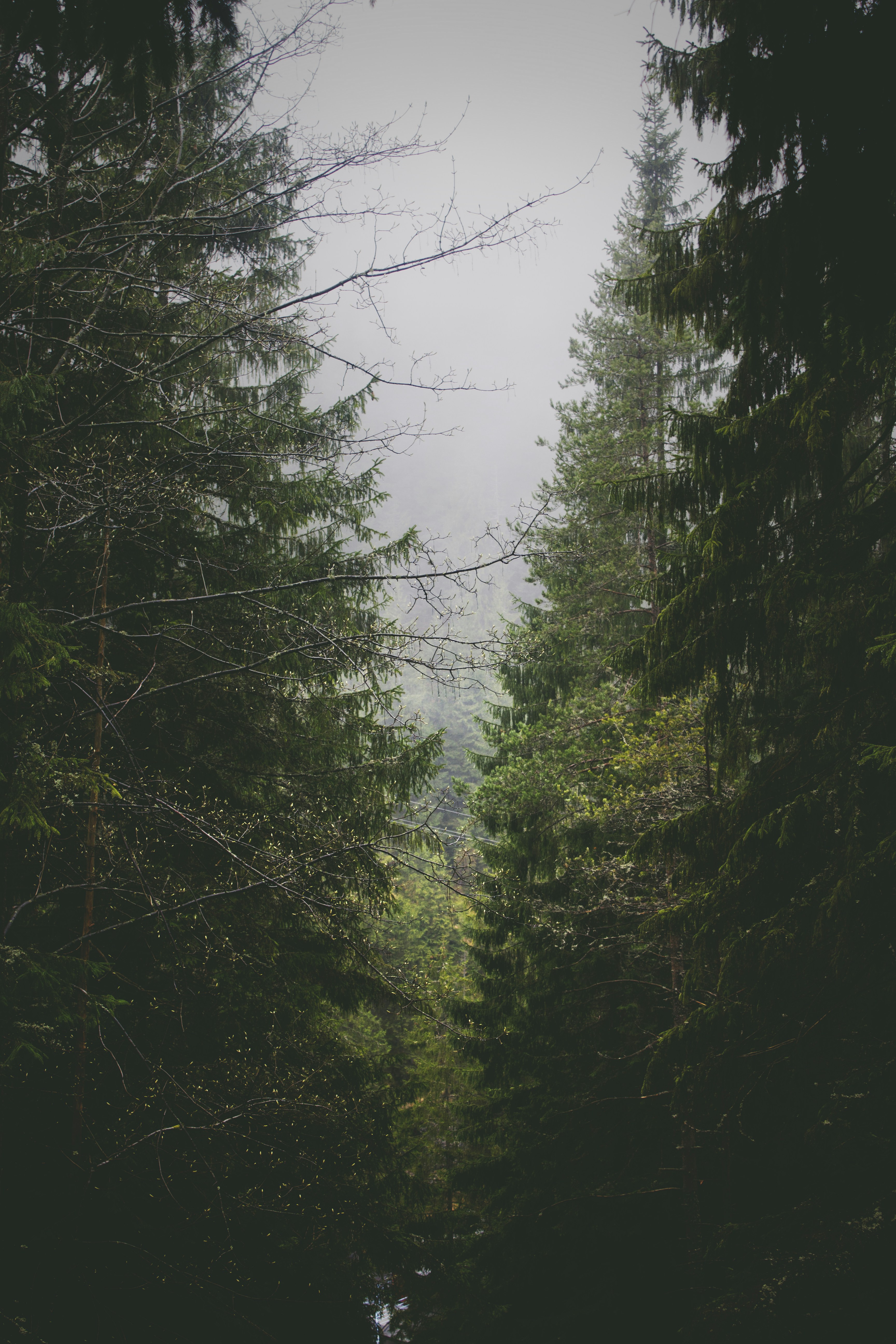 Foggy Dense Coniferous Forest