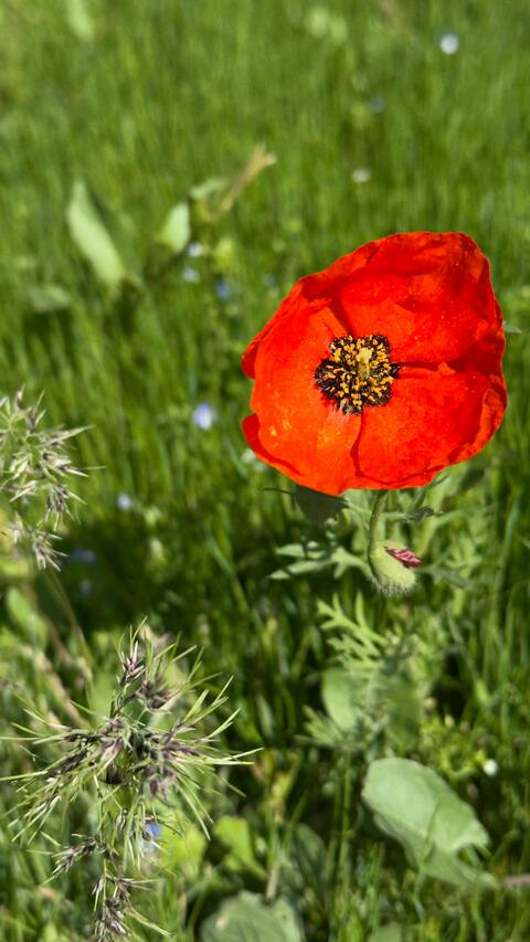 Red Poppy in Green Meadow