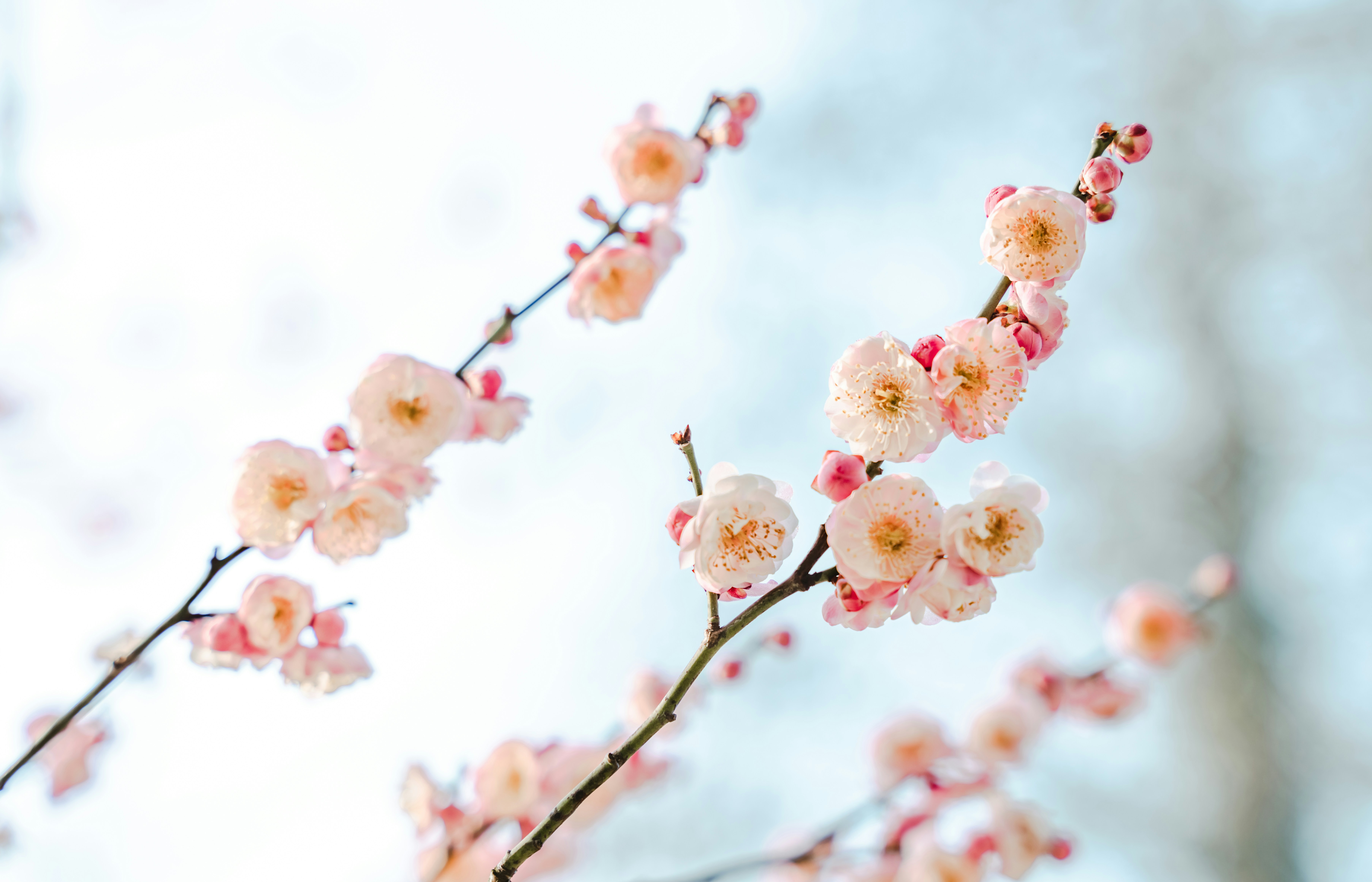 Pink Plum Blossoms on Branches