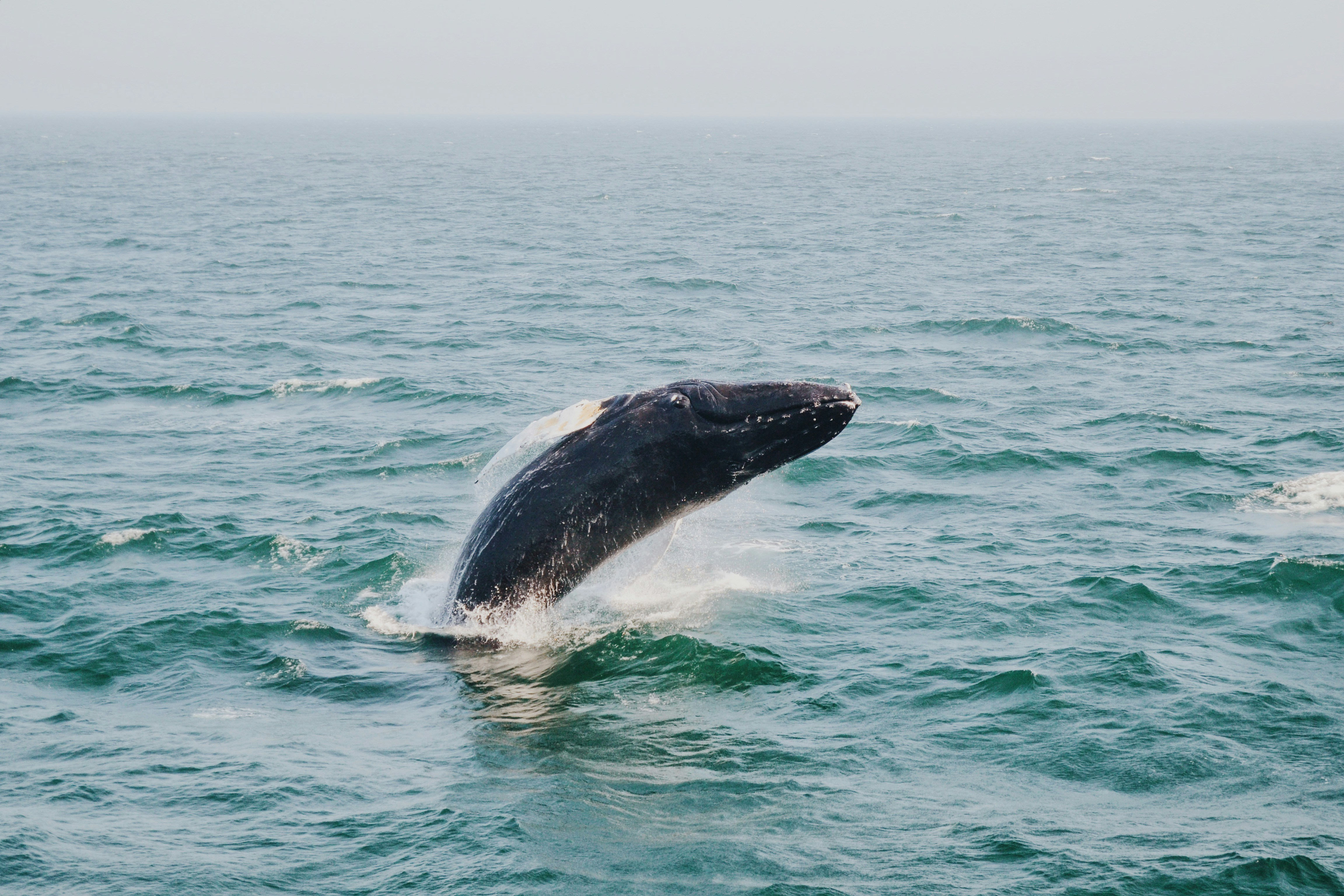 Humpback Whale Breaching in Open Sea