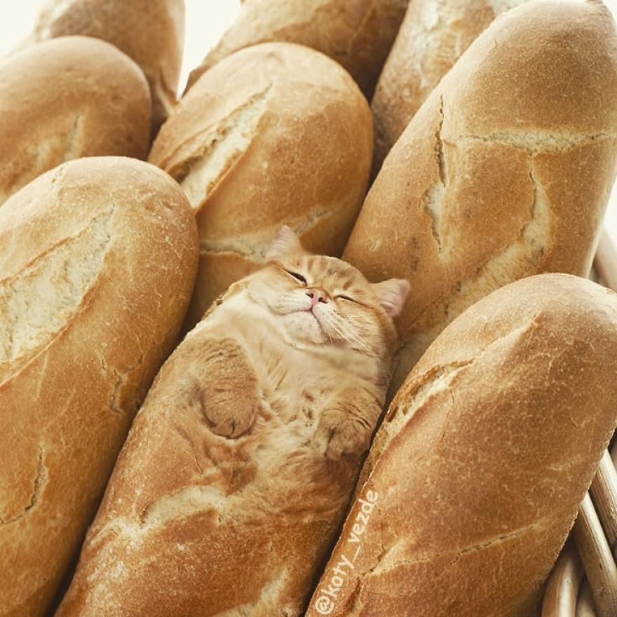 Ginger Cat Bread Loaf