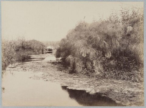 Papyrus Reeds Along Waterway