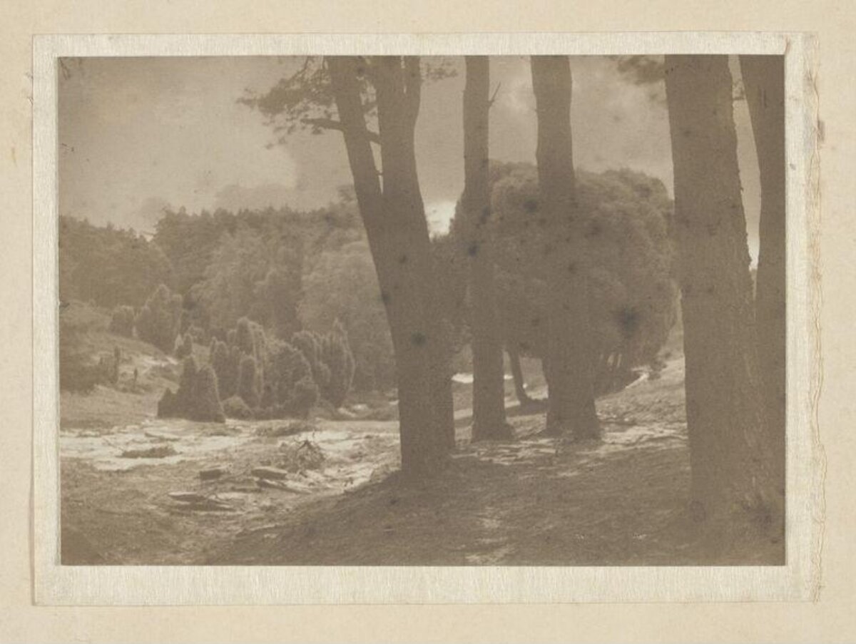 Vintage Pine Forest Landscape