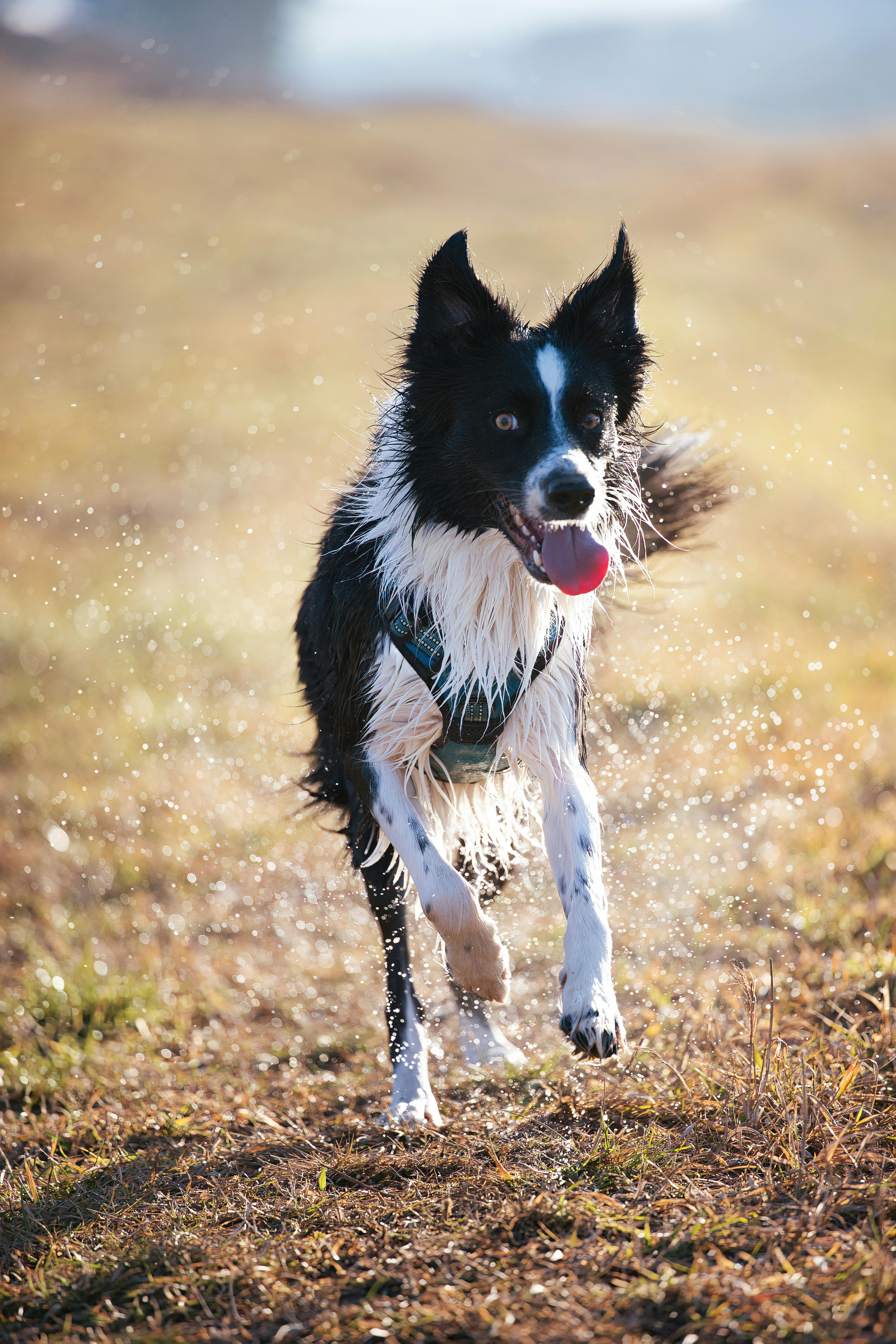 Wet Border Collie Running Through Grass