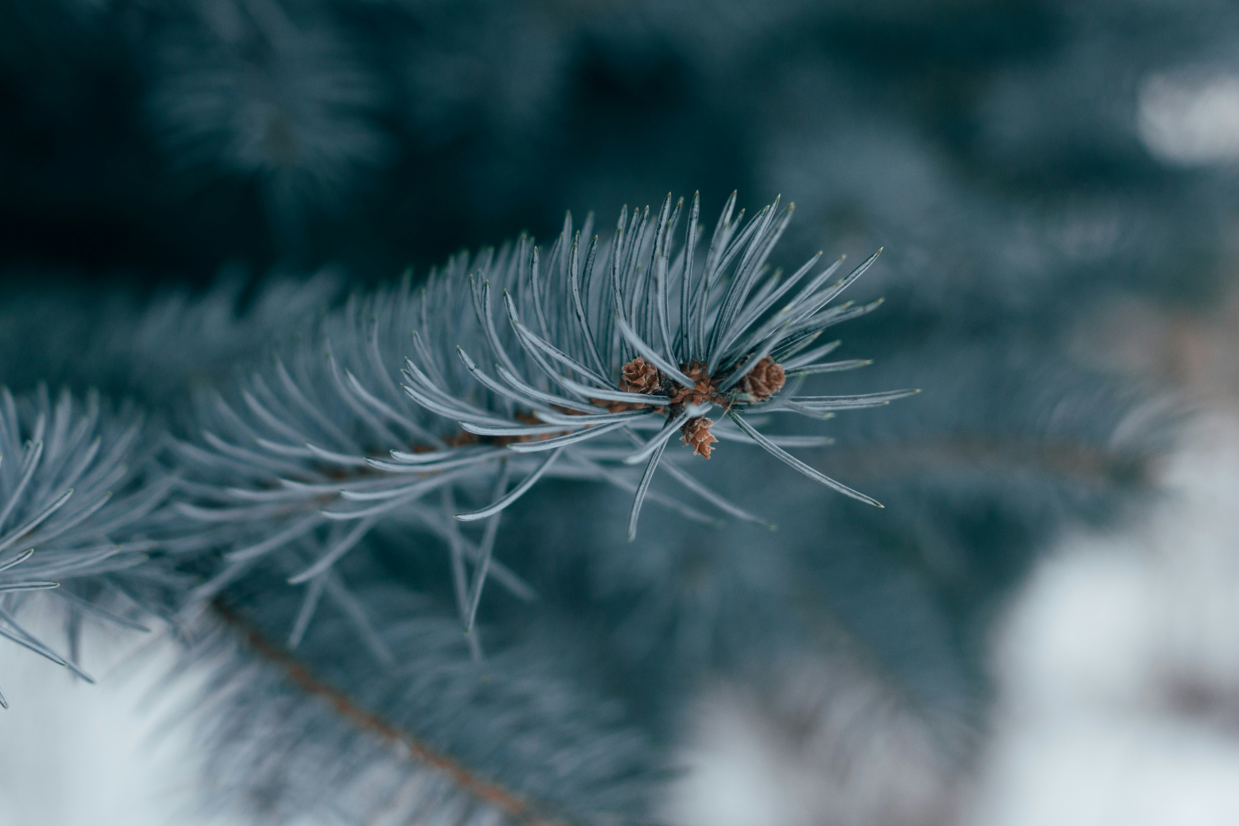 Blue Spruce Pine Branch Close Up