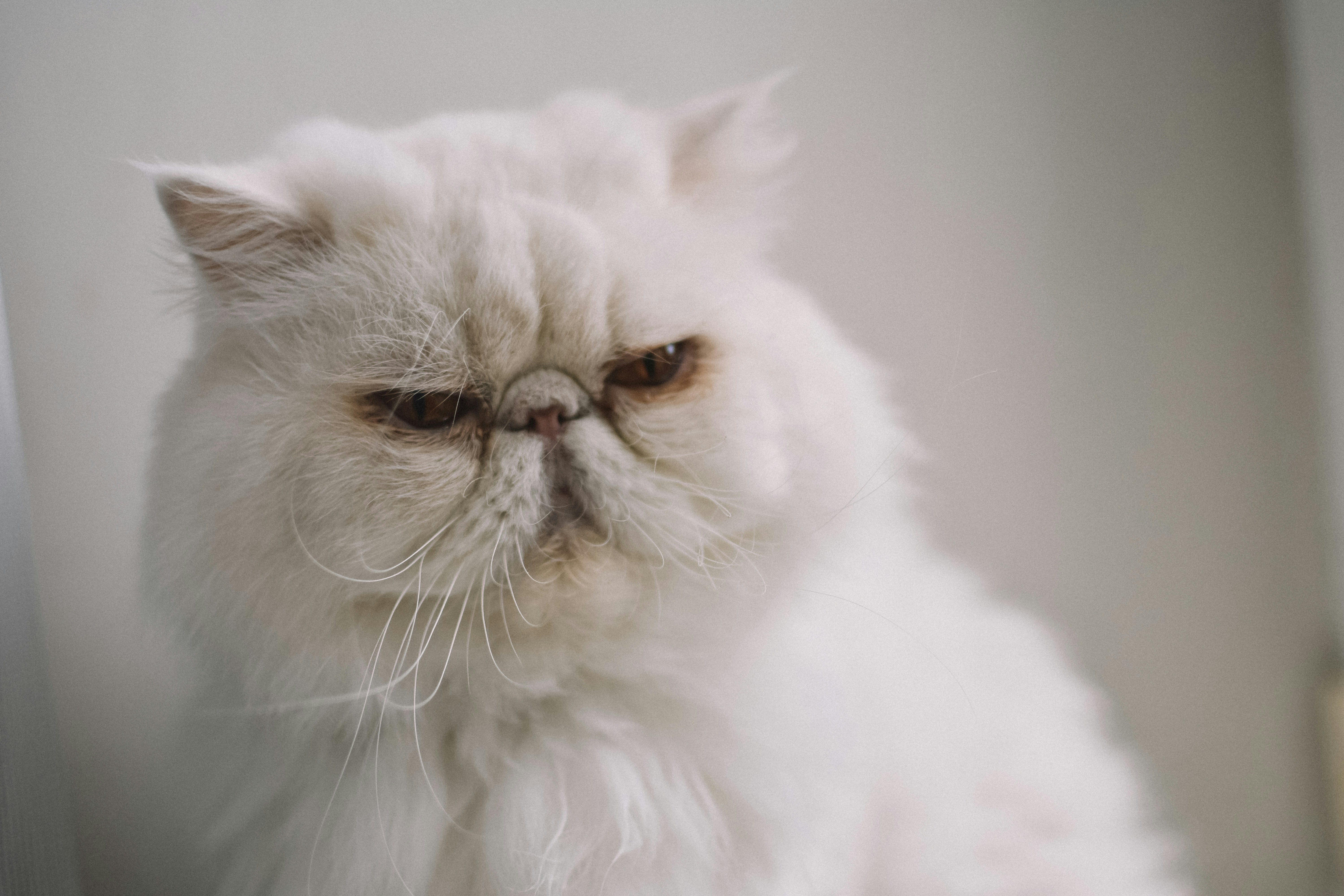 Grumpy White Persian Cat