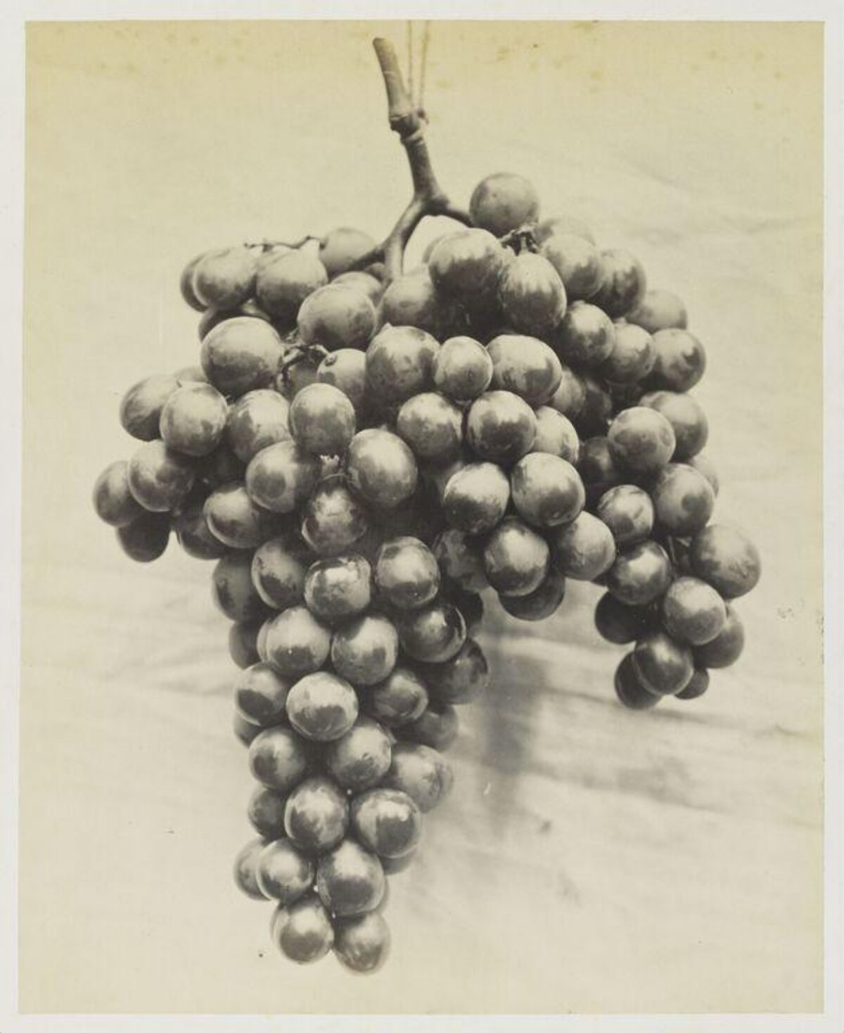 Vintage Photo of a Bunch of Grapes — Fruit Encyclopedia