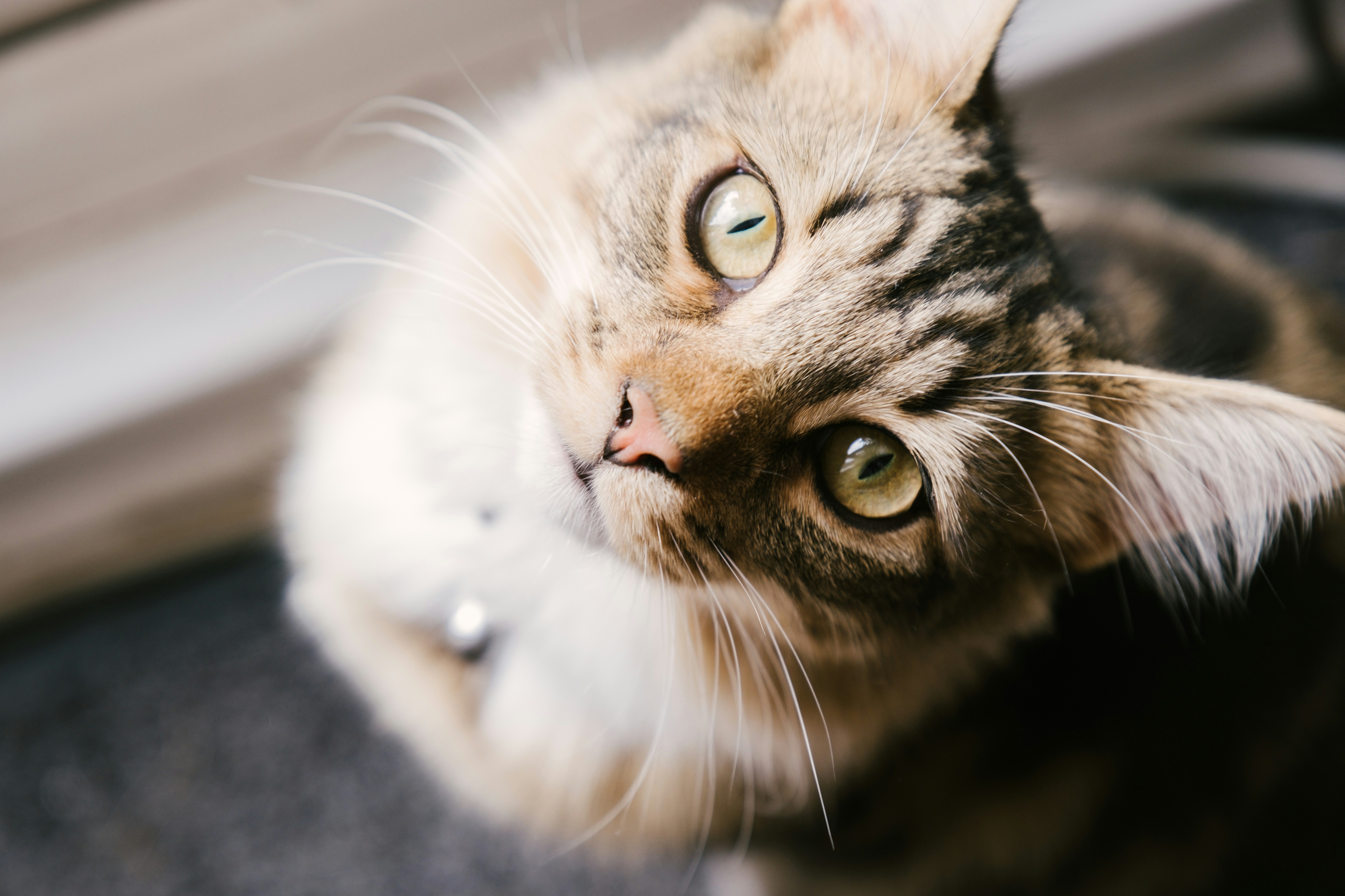 Curious Tabby Cat Looking Up