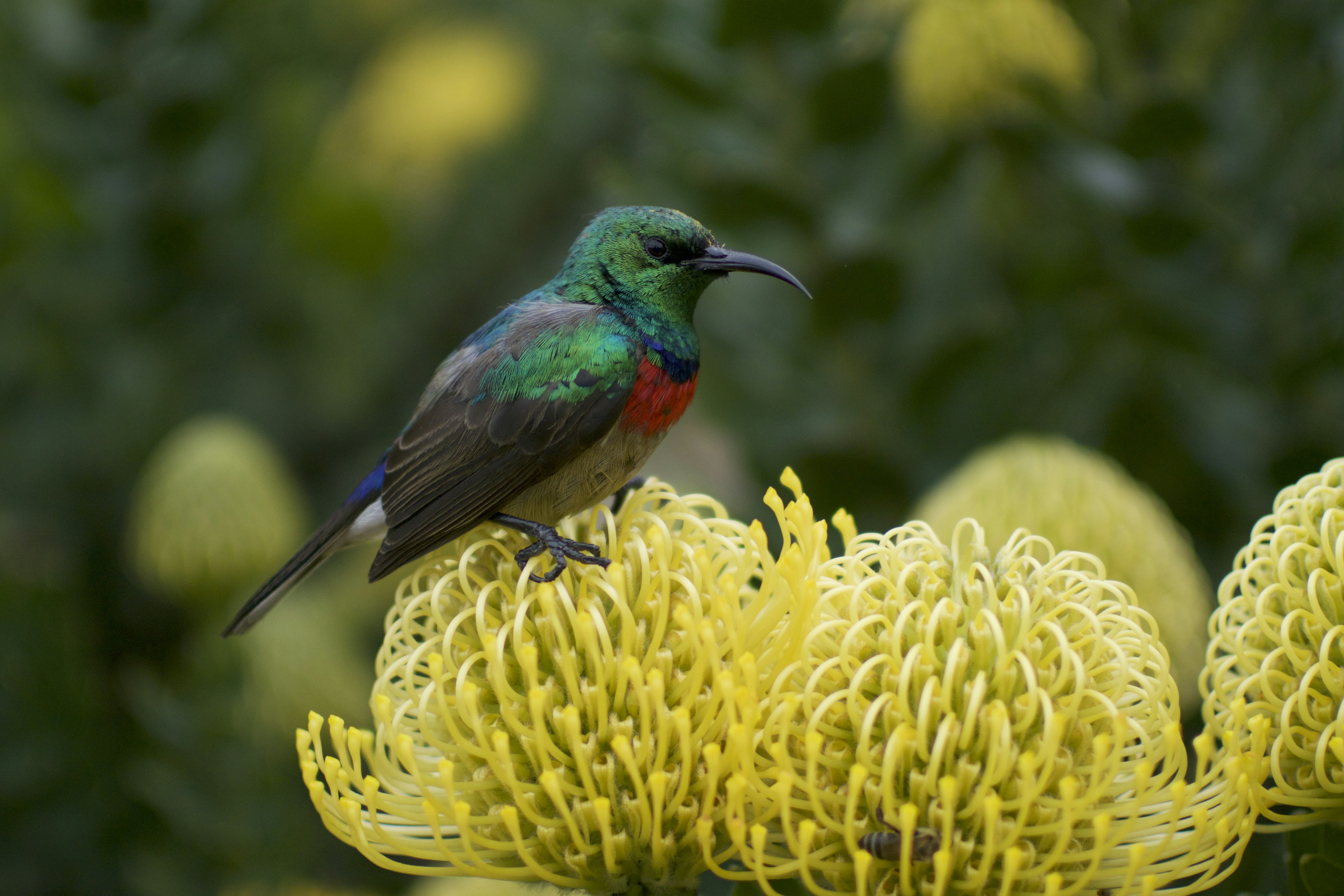 Sunbird Perched on Yellow Pincushion Flower