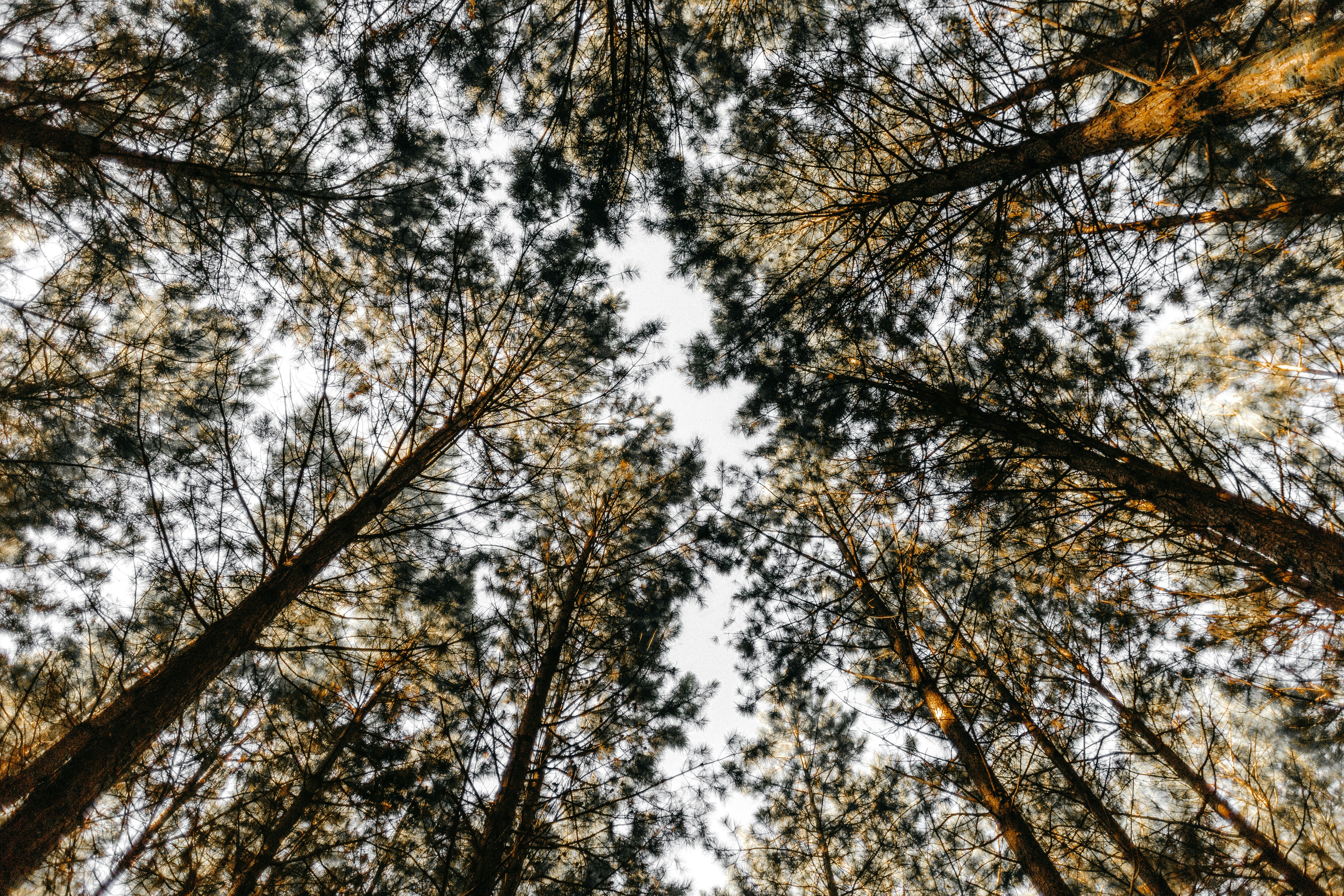 Low Angle View of Pine Forest Canopy