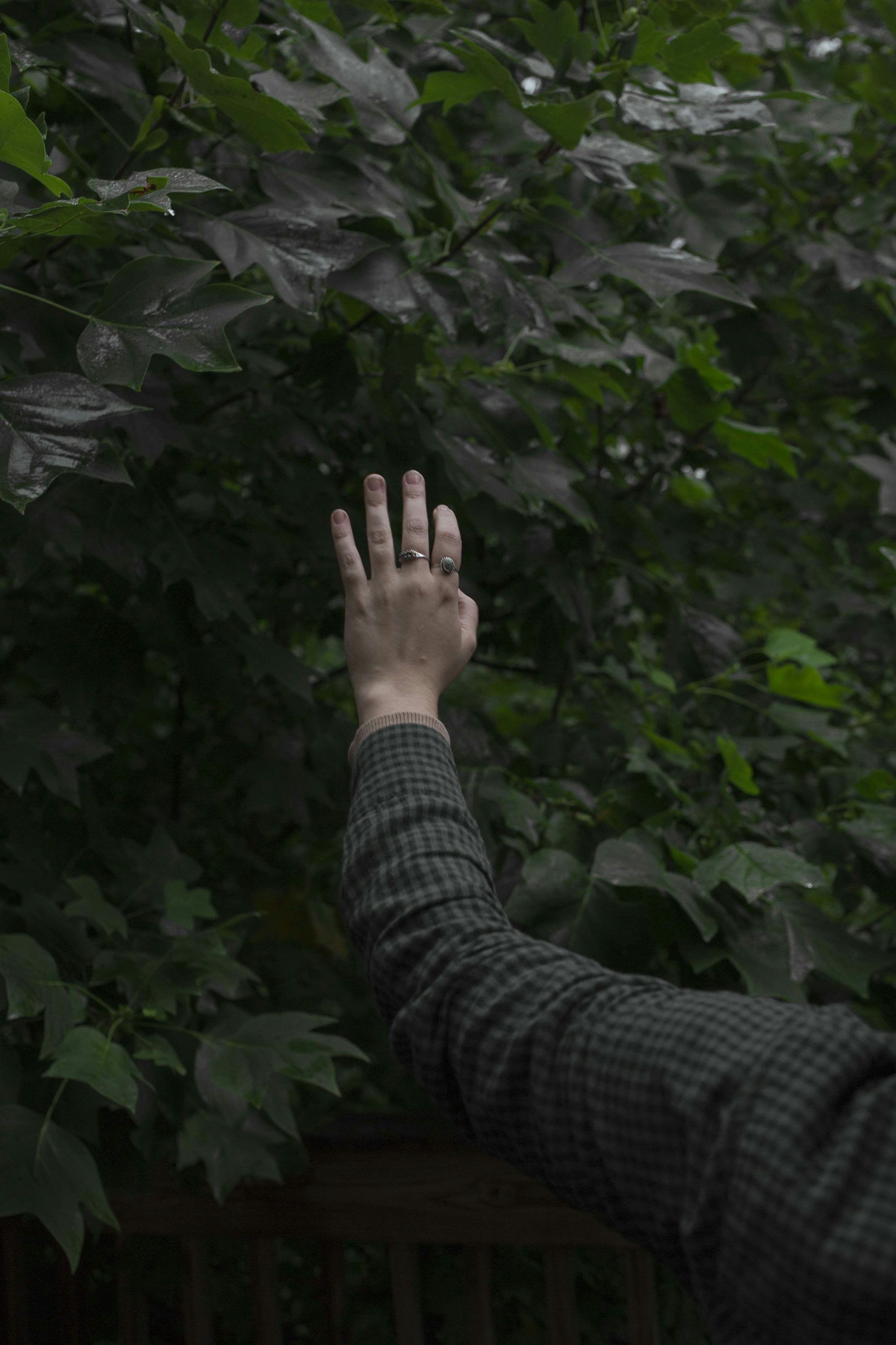Hand Reaching Toward Wet Green Foliage