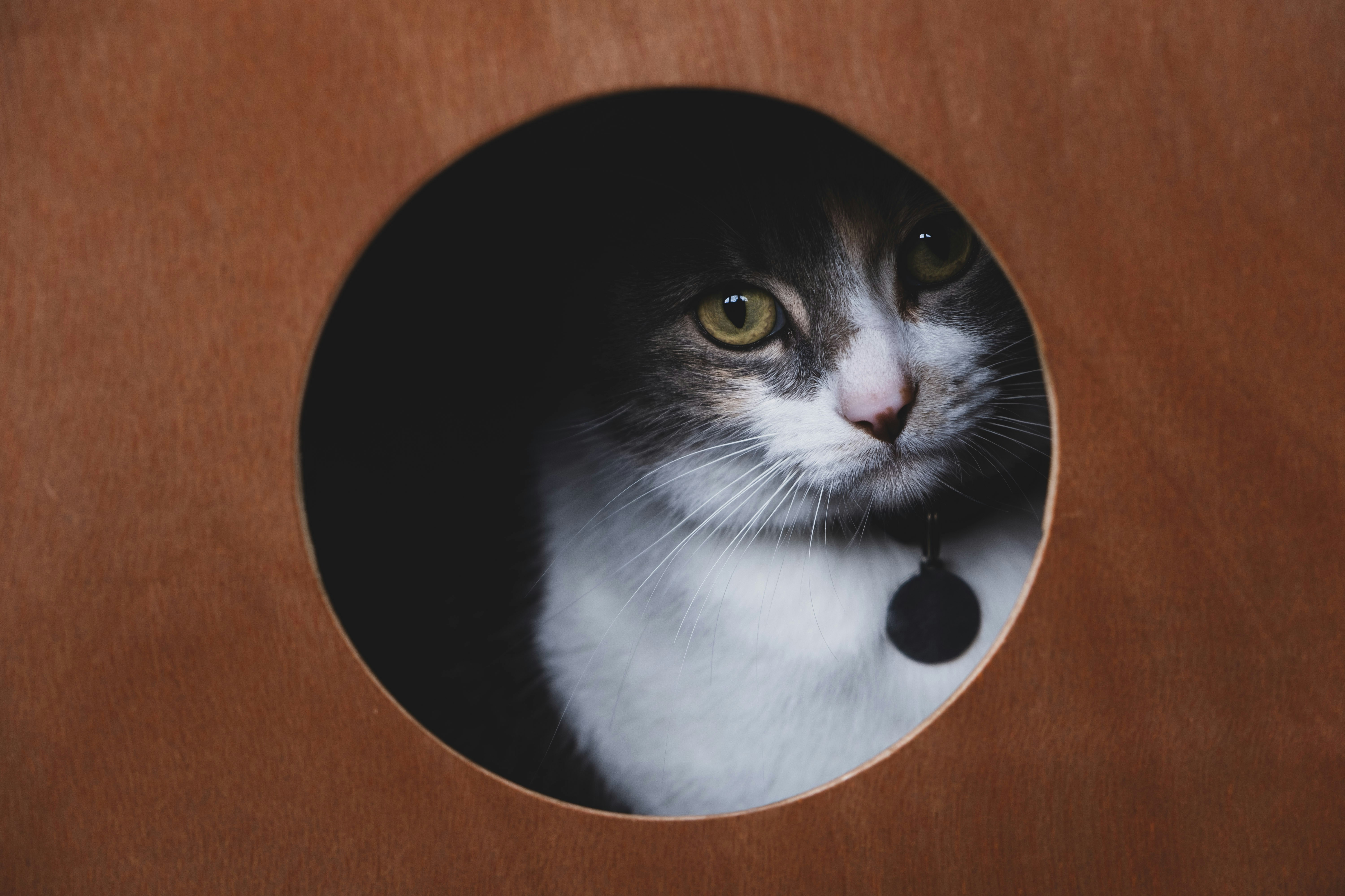 Cat Peeking Through Circular Hole
