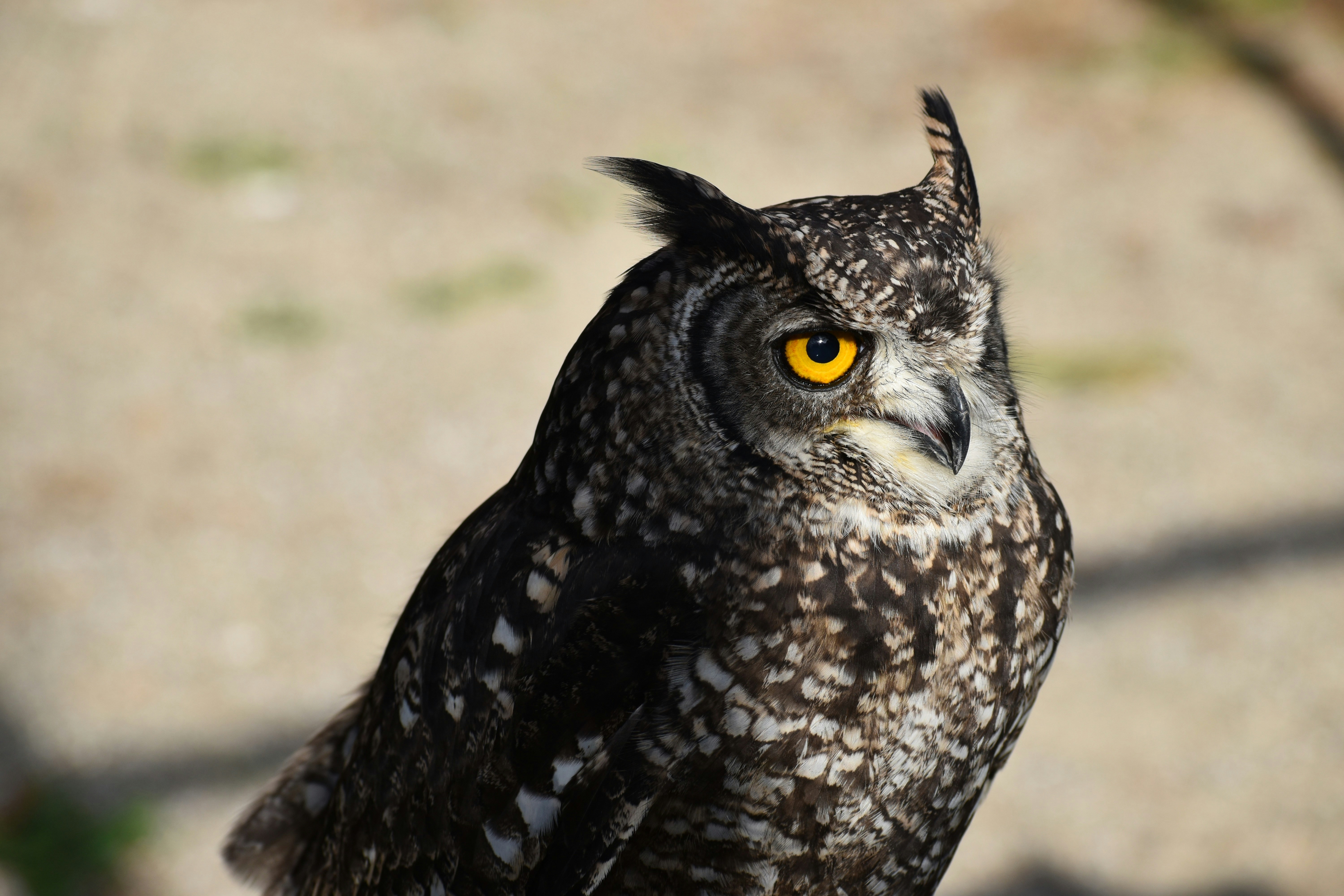 Close-up Portrait of an Owl