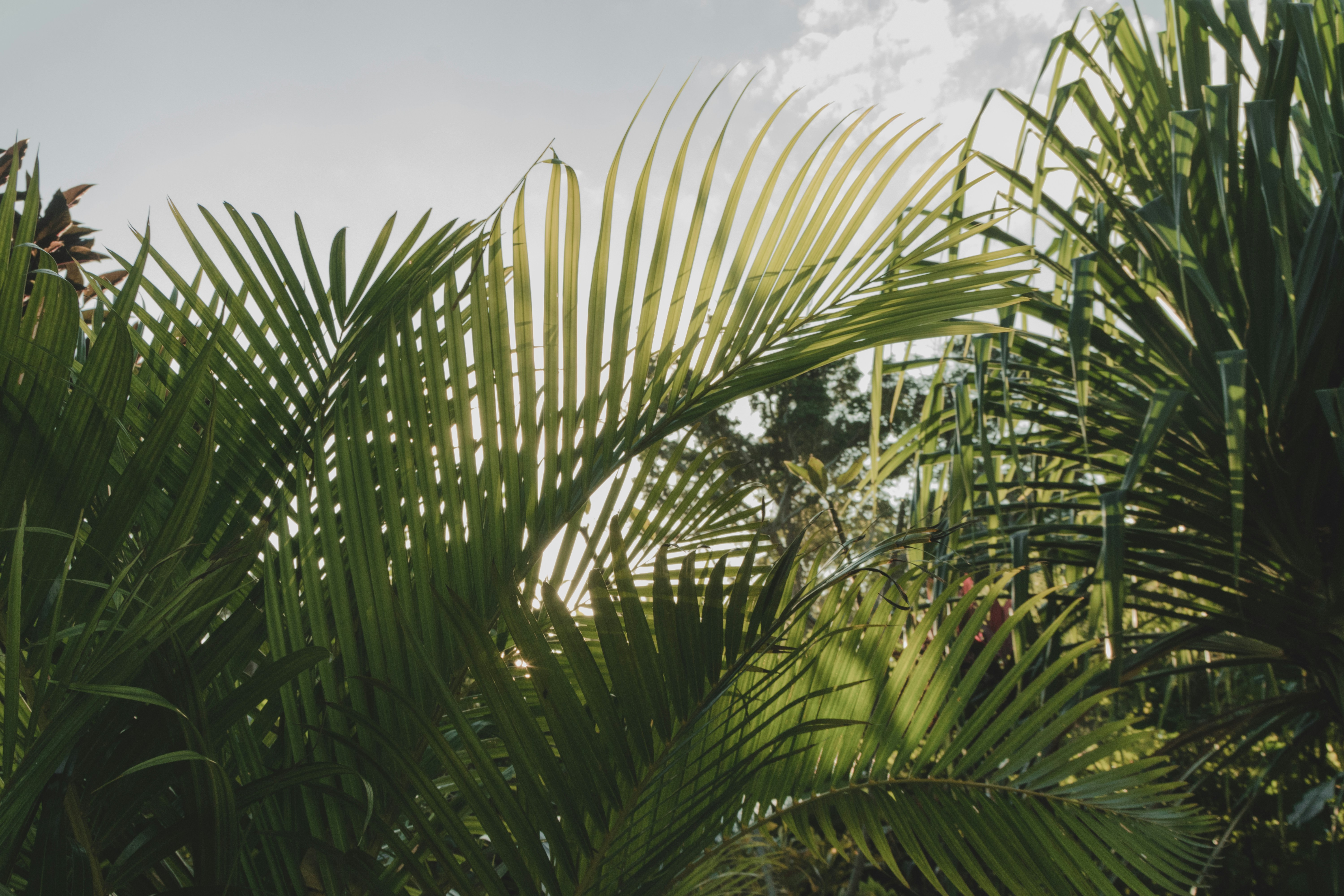 Sunlit Palm Fronds Against Sky