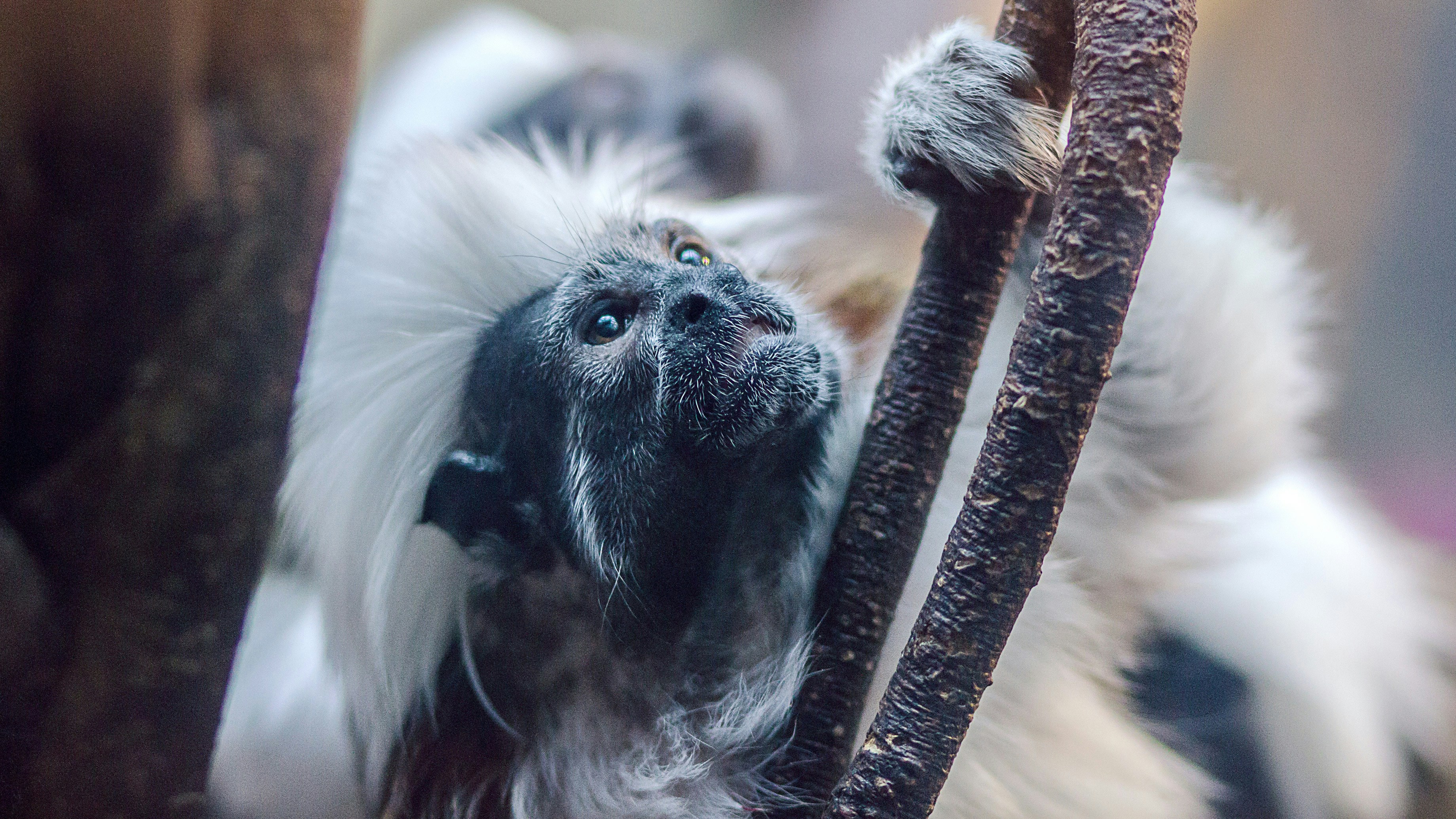 Cotton-top Tamarin on Tree Branch