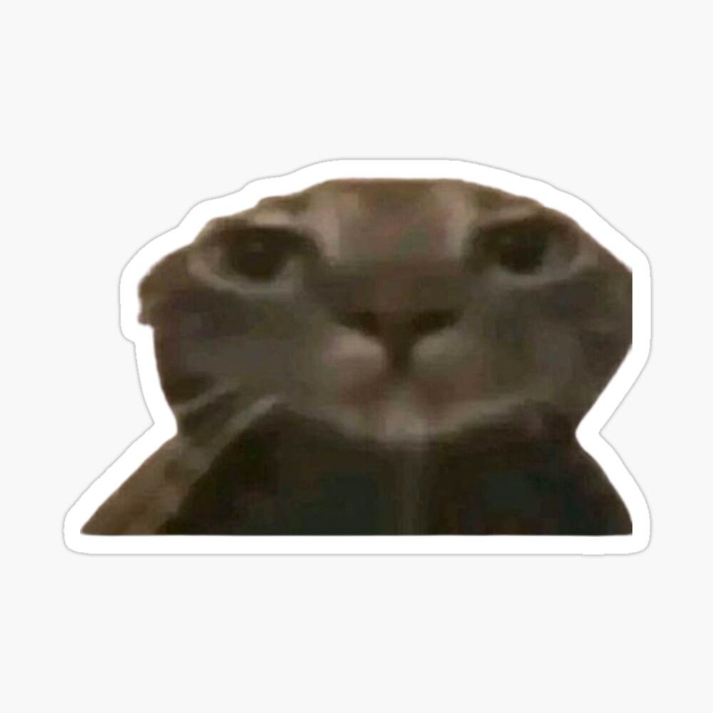 Staring Cat Meme Sticker