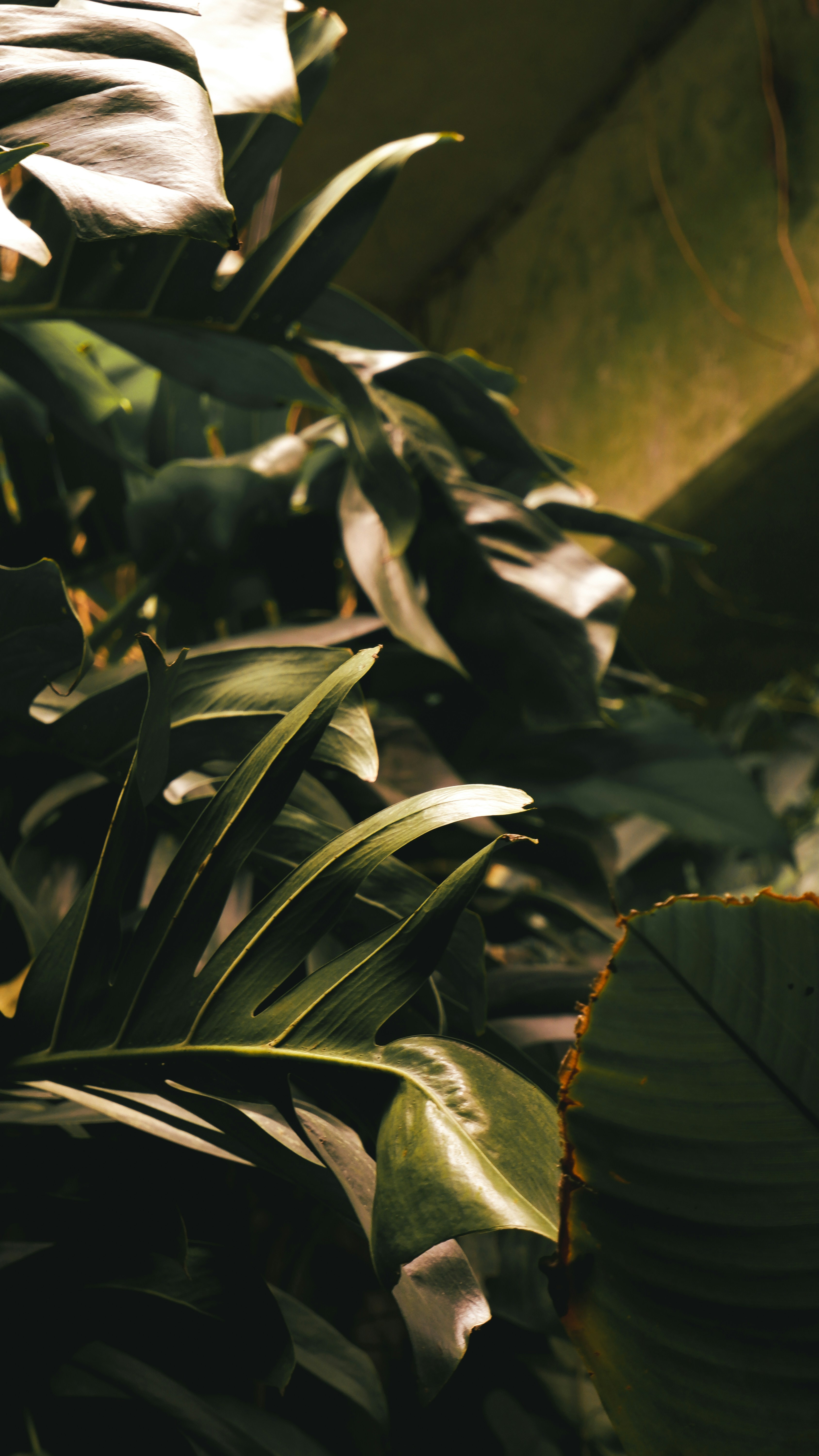 Wallpapers