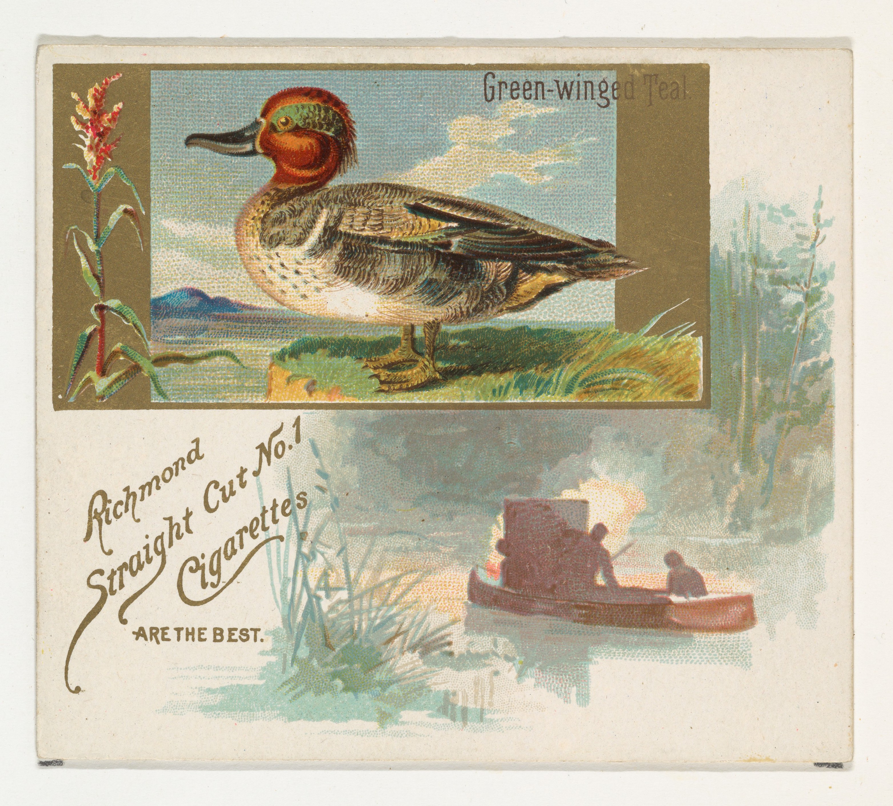 Vintage Green-winged Teal Cigarette Card