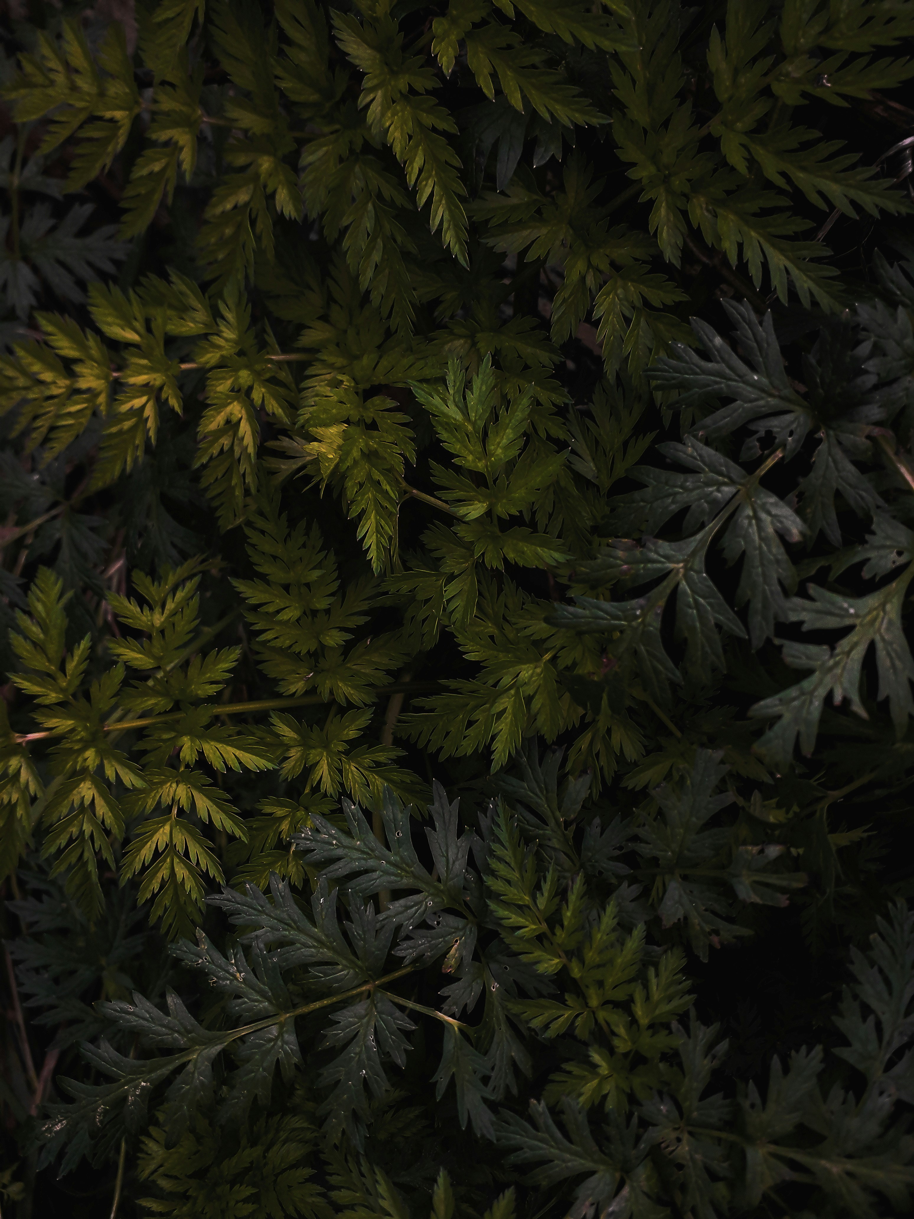 Dense Dark Green Foliage