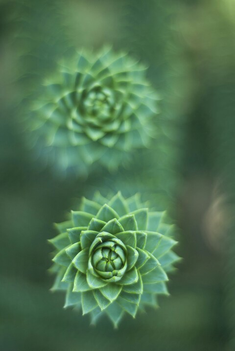 Two Spiral Green Succulents